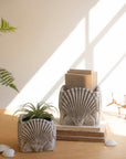 Cement Shell Planter