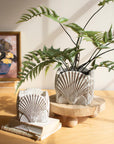 Cement Shell Planter