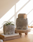 Cement Shell Planter