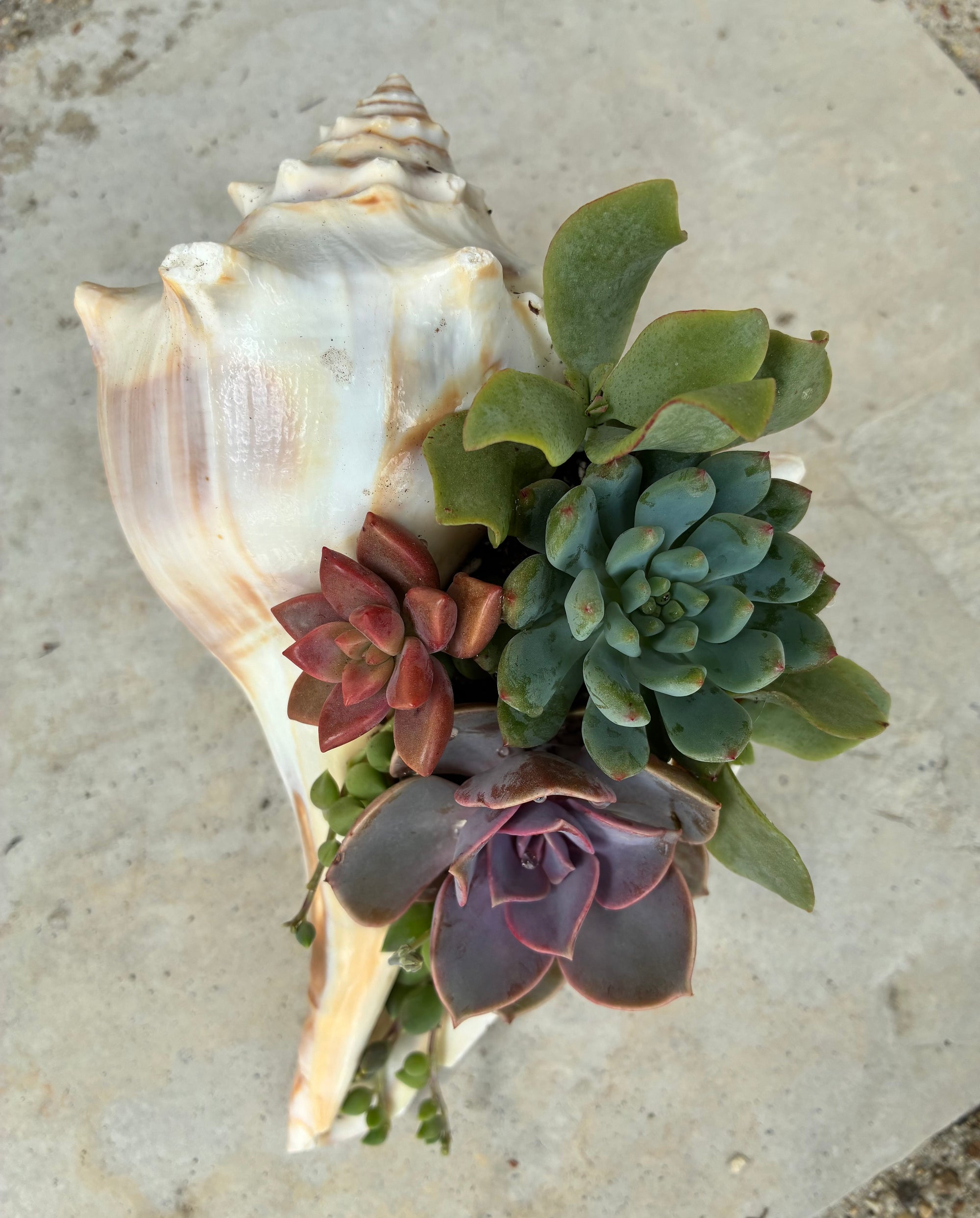 Seashell Succulent 