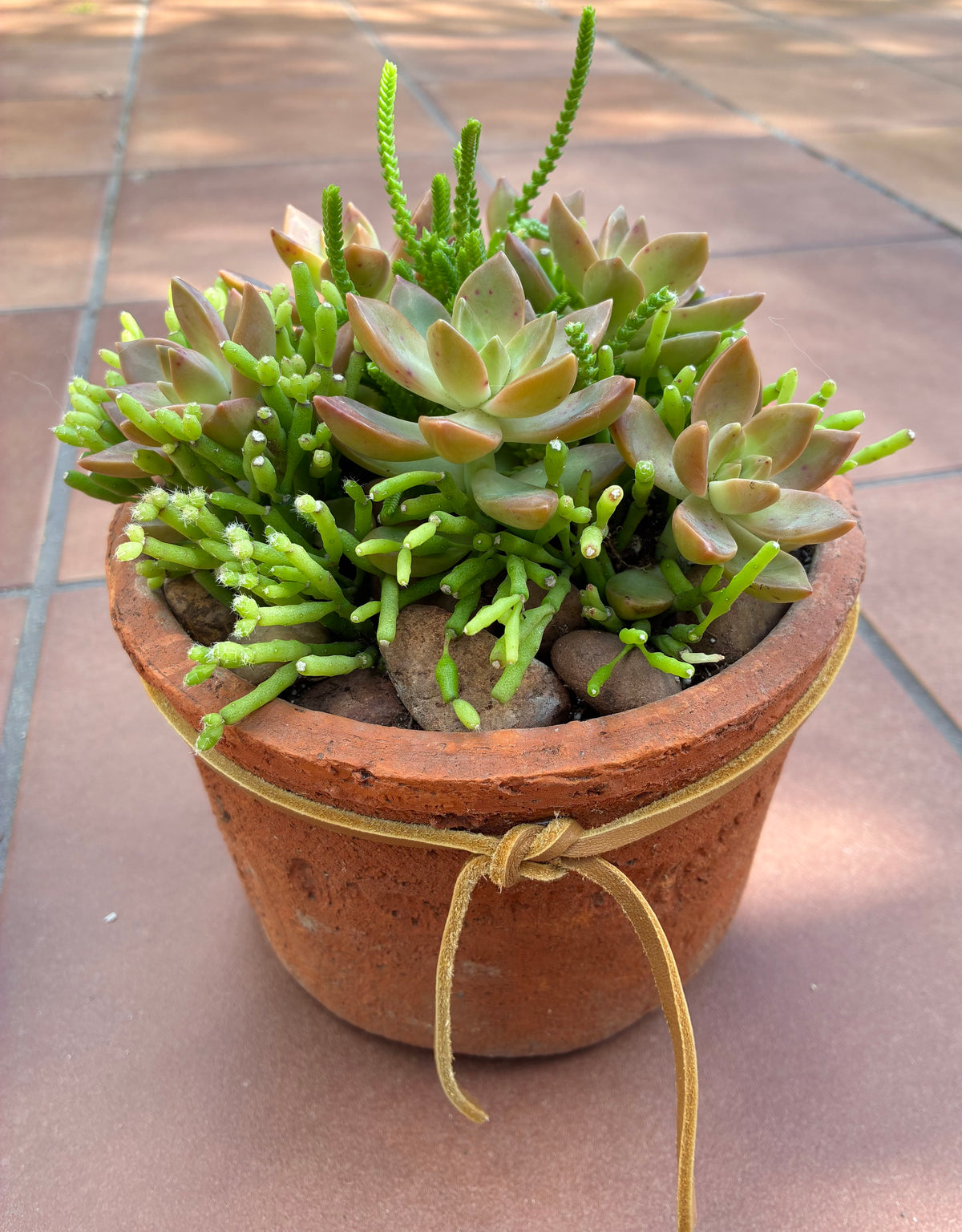Terracotta Succulent 