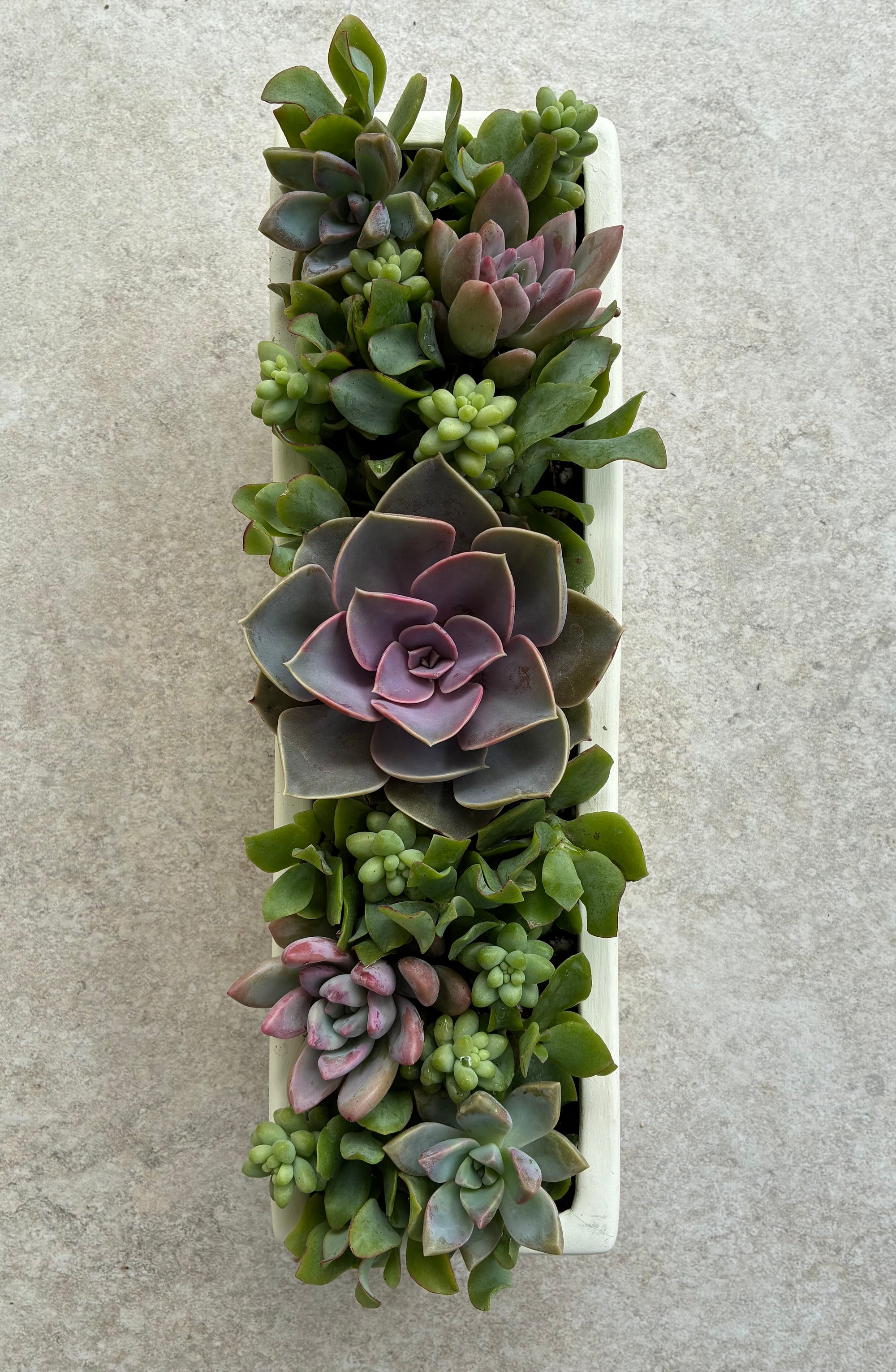 Spring Succulent 