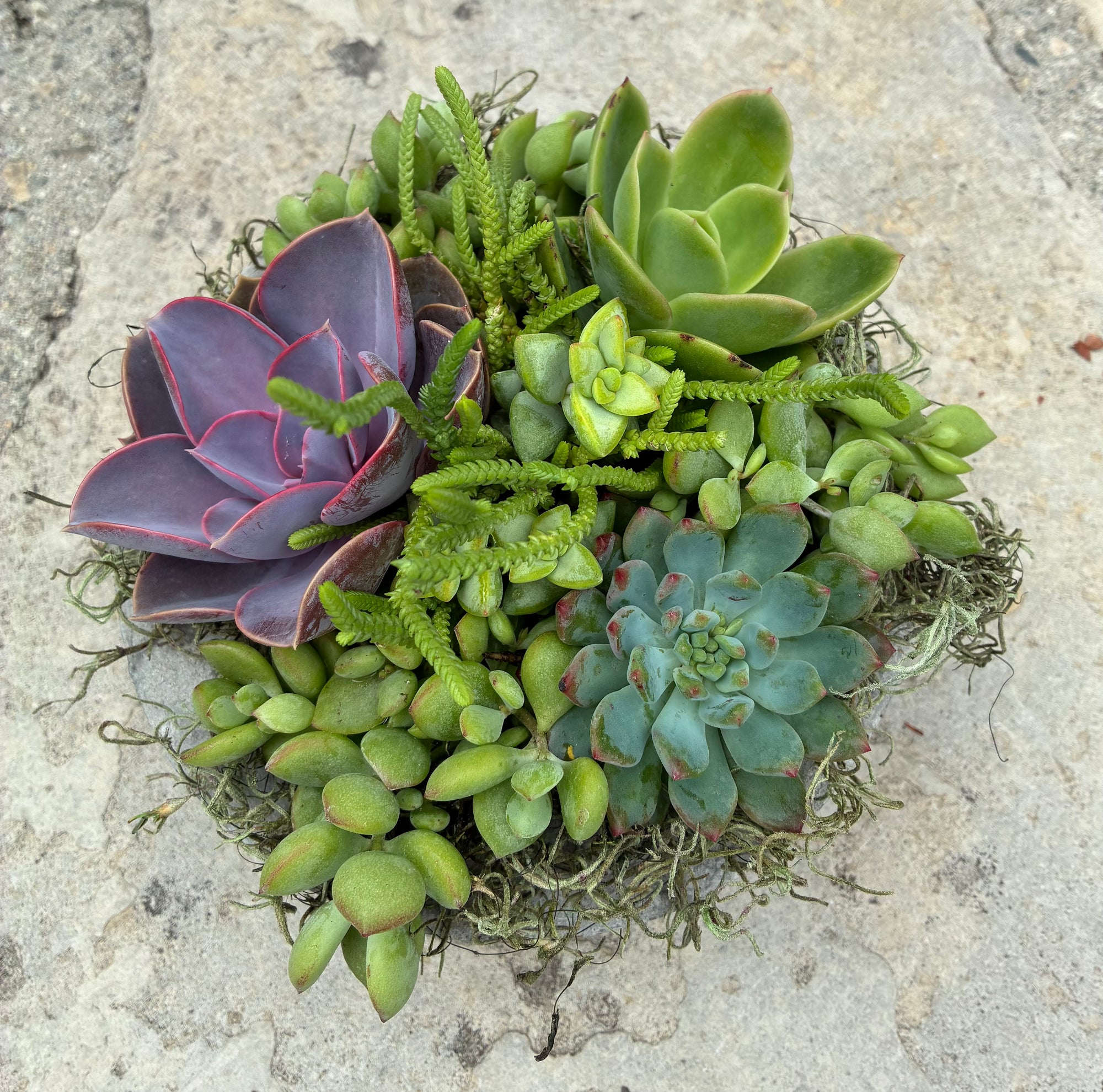 Circle Succulent 