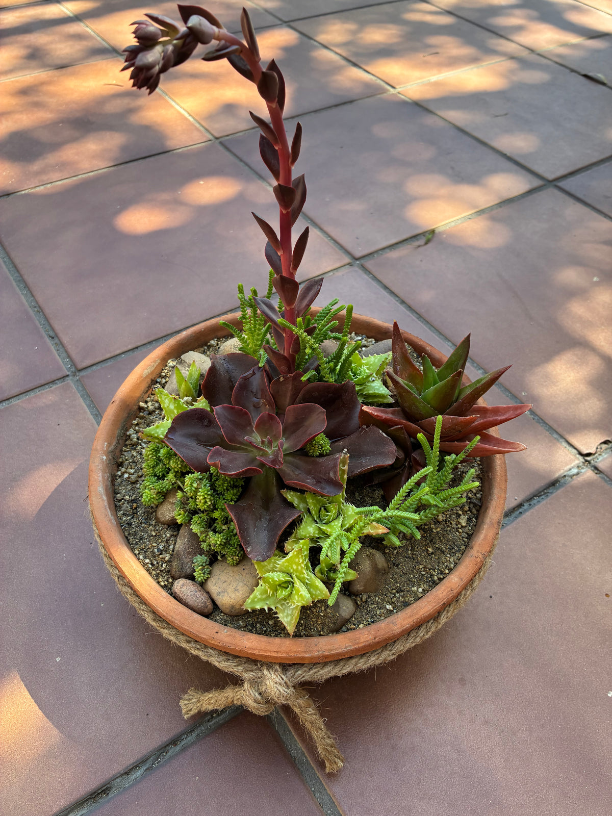 Terracotta Succulent 