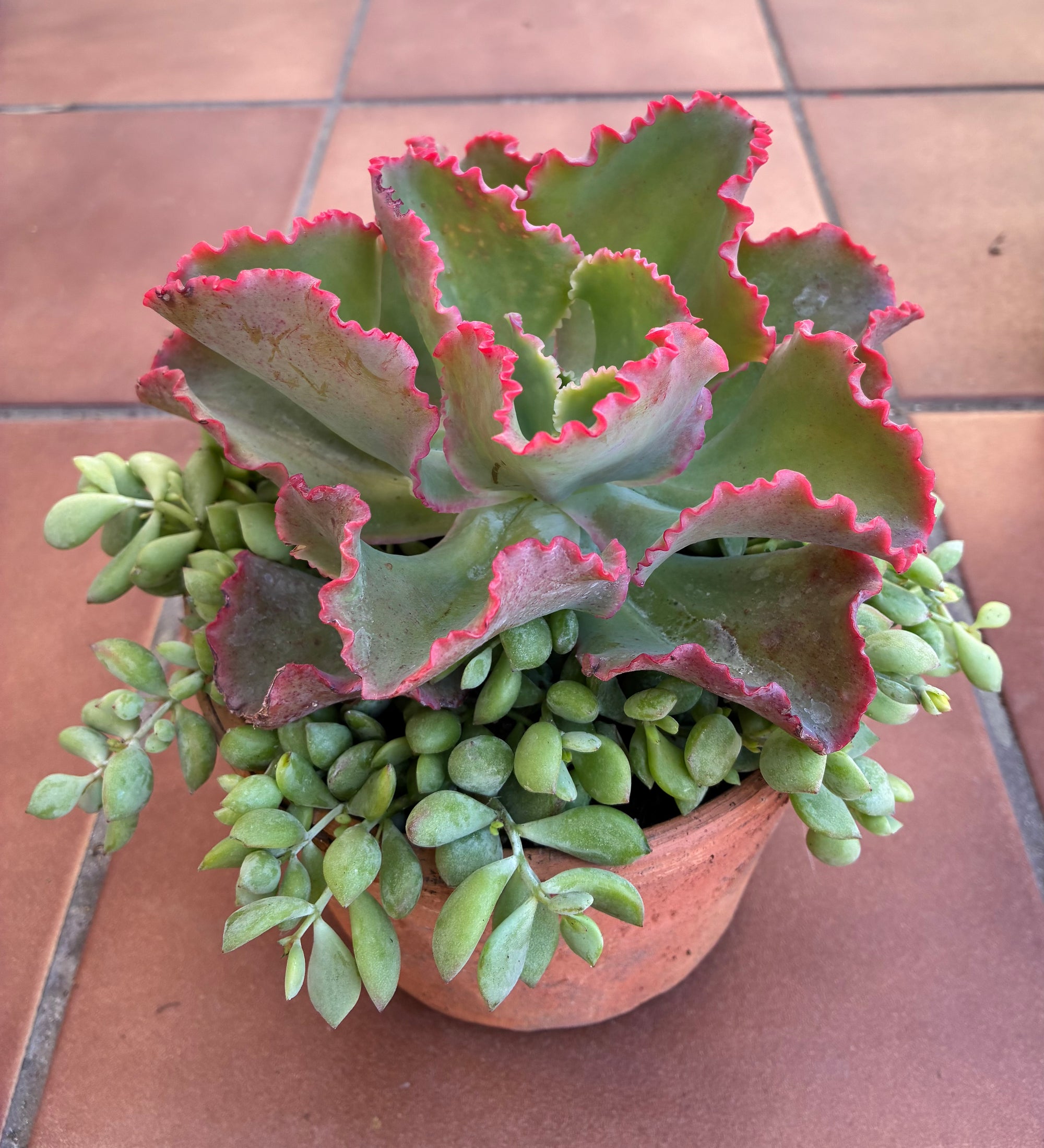 Terracotta Succulent 