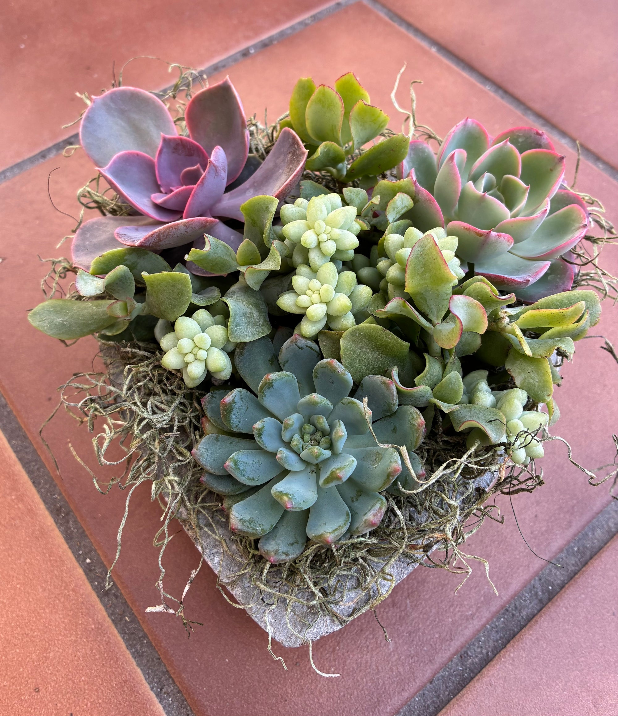 Small Heart Succulent 