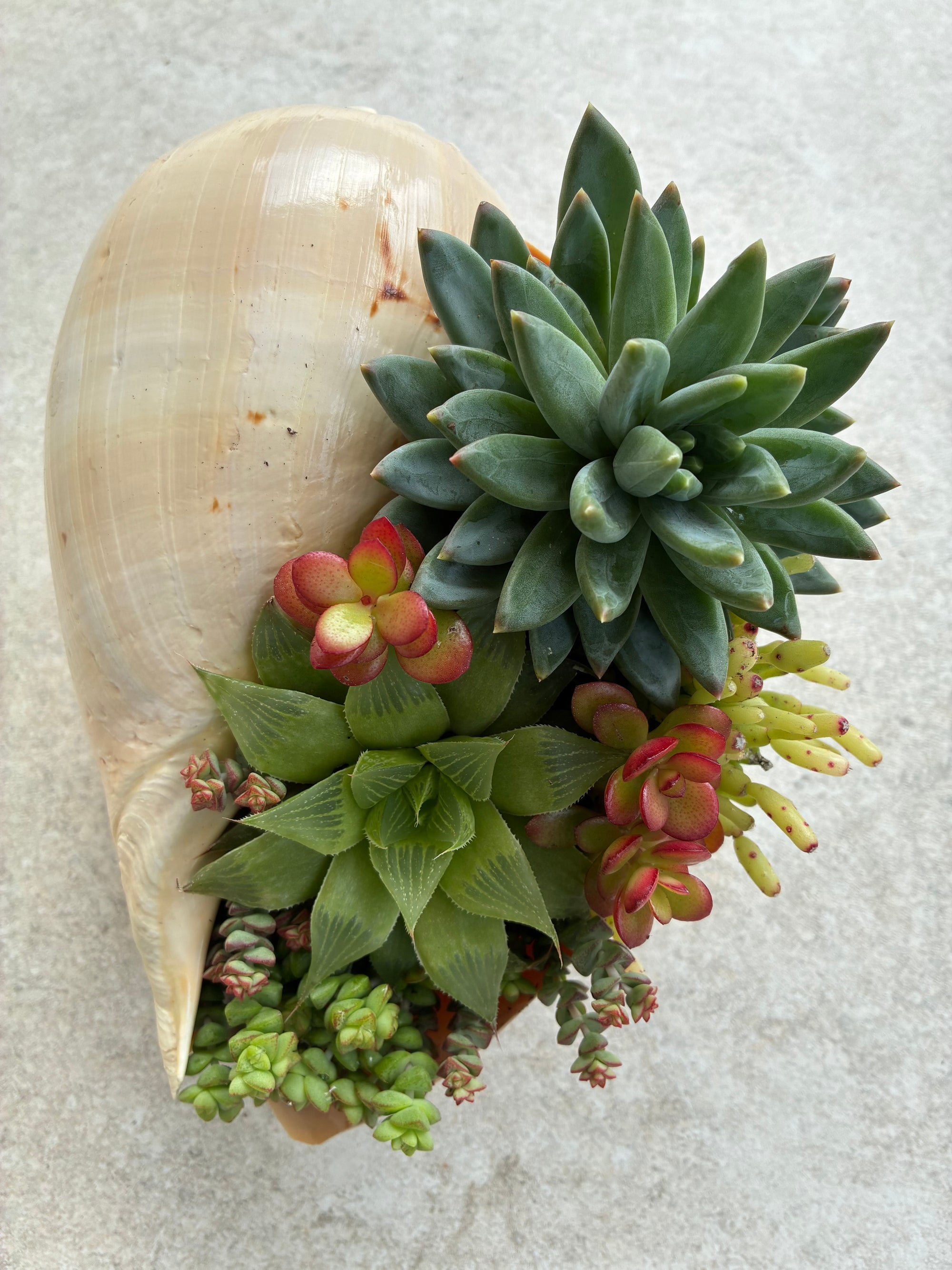 Seashell Succulent 