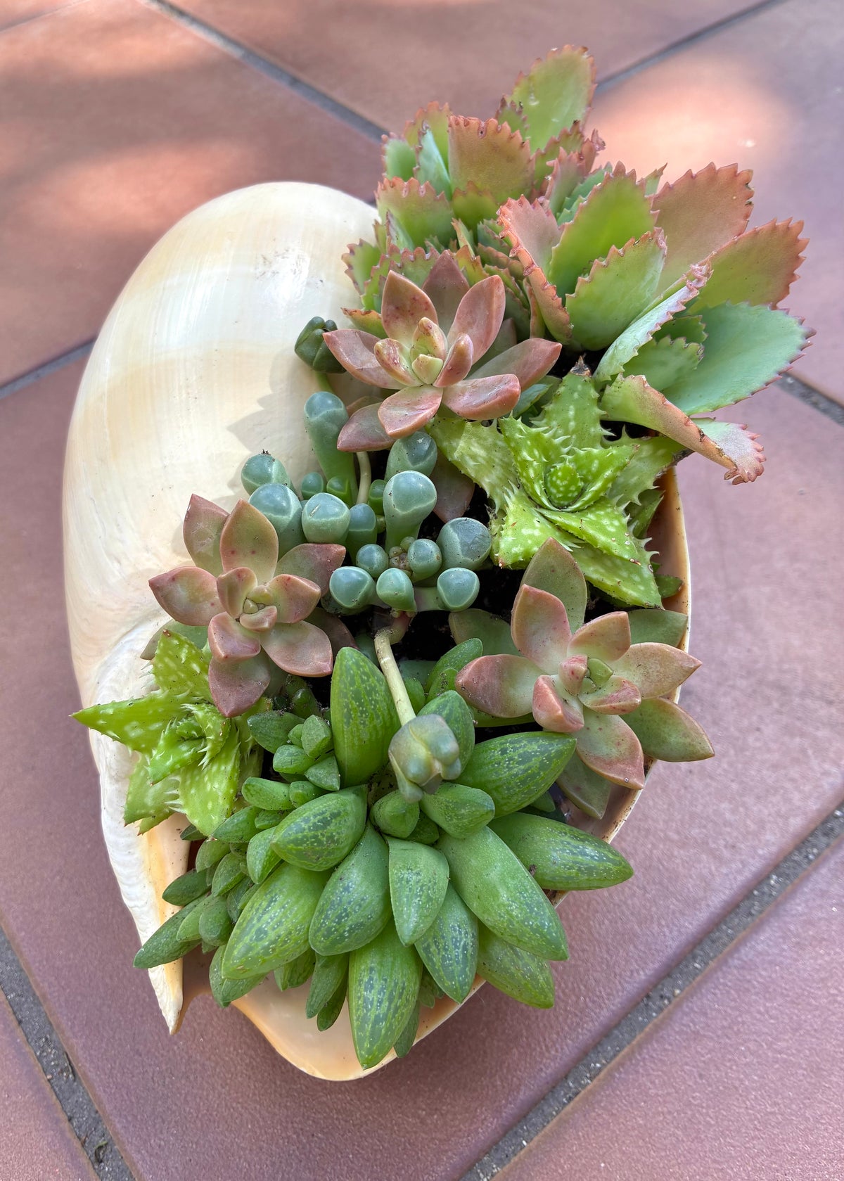 Seashell Succulent 