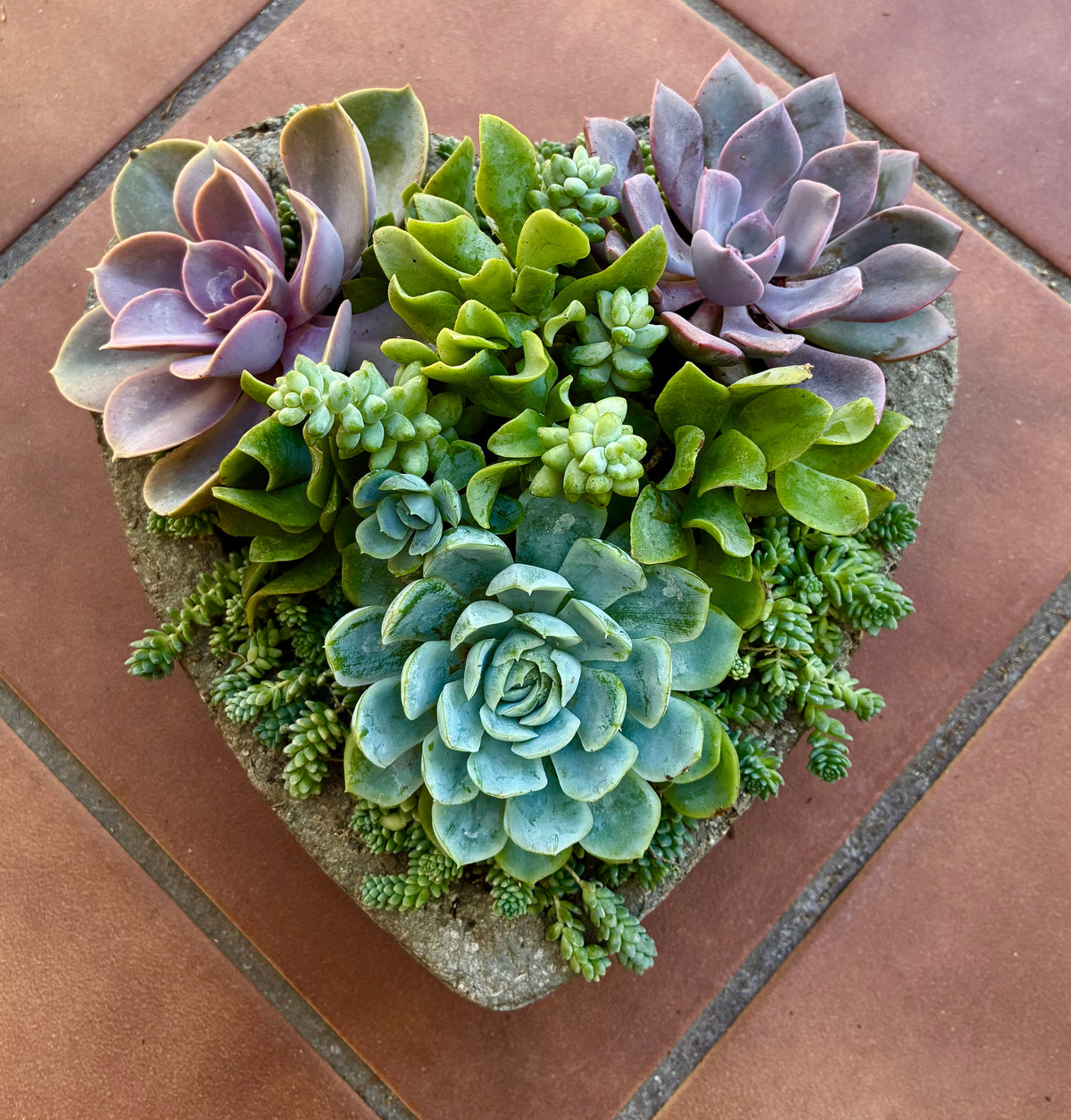 Large Heart Succulent 