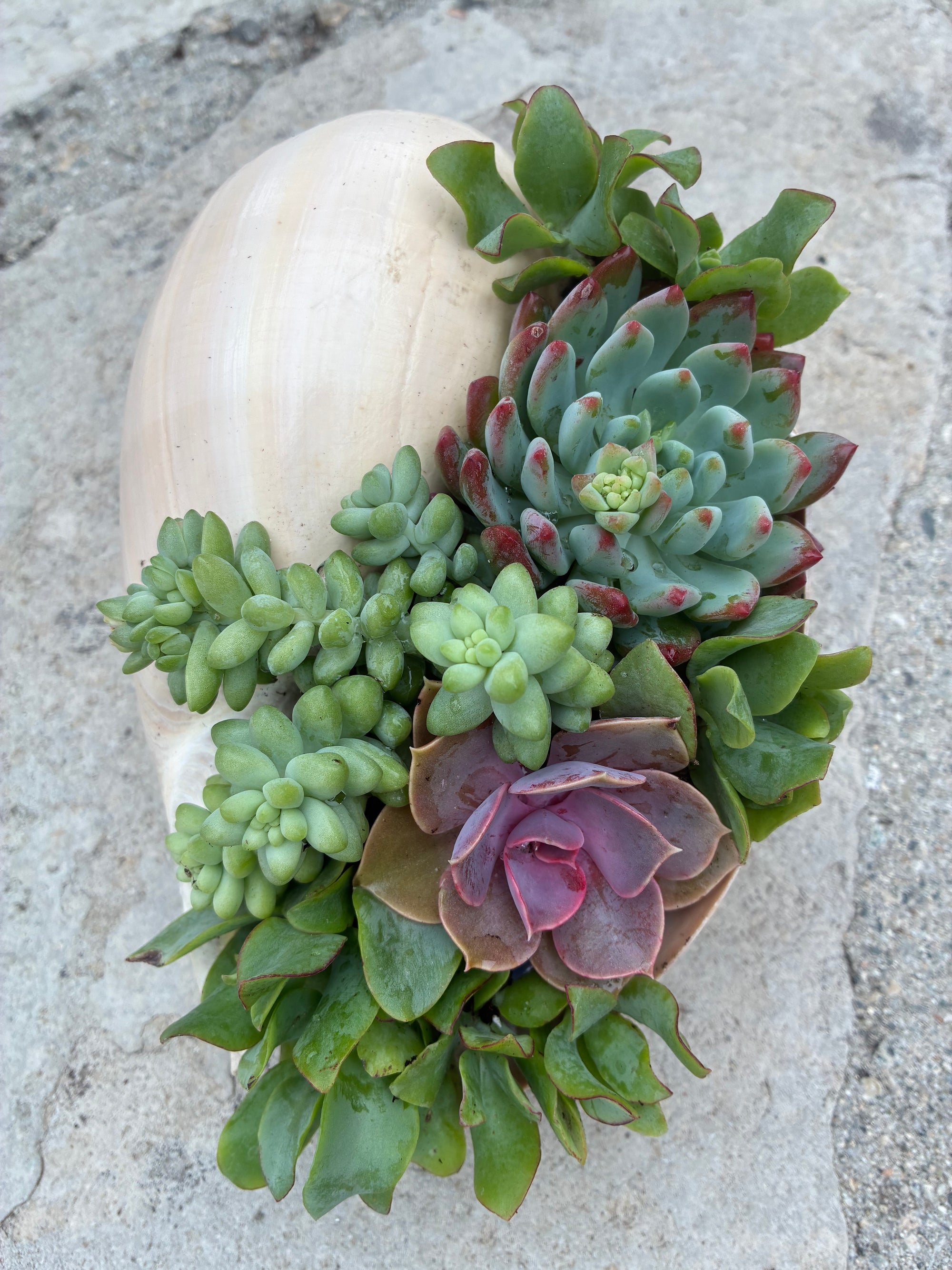 Seashell Succulent 