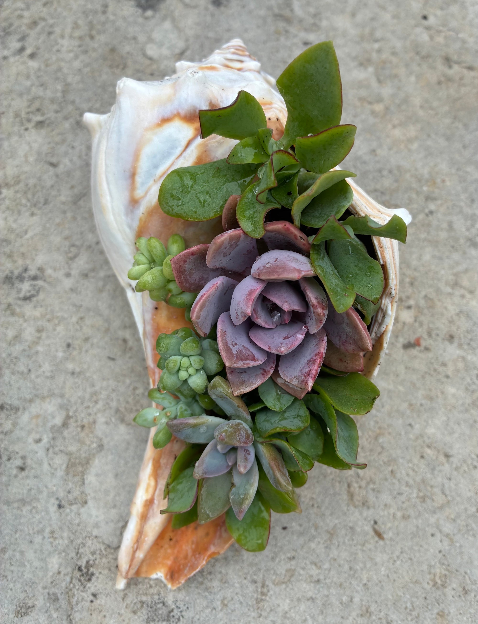 Seashell Succulent 