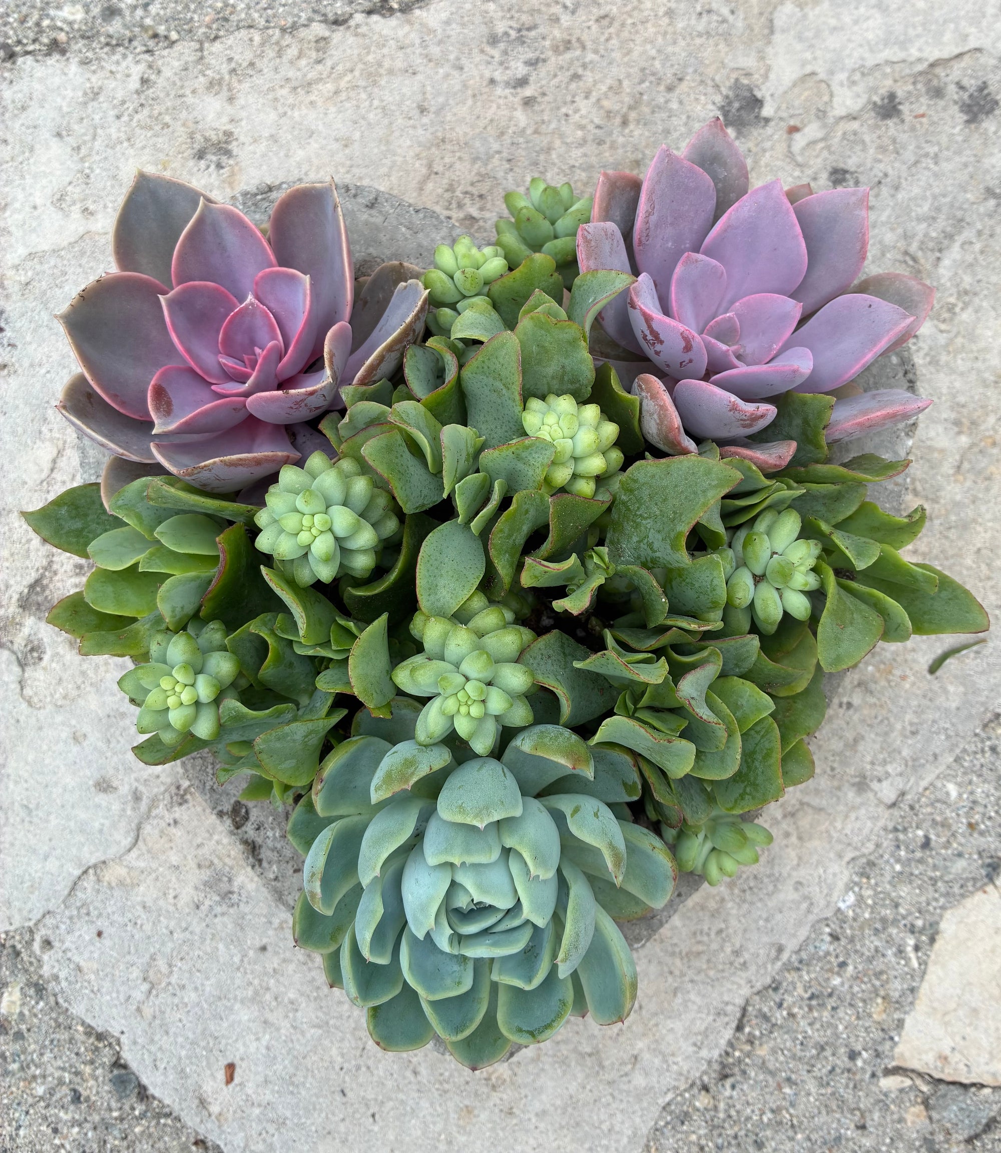 Large Heart Succulent 