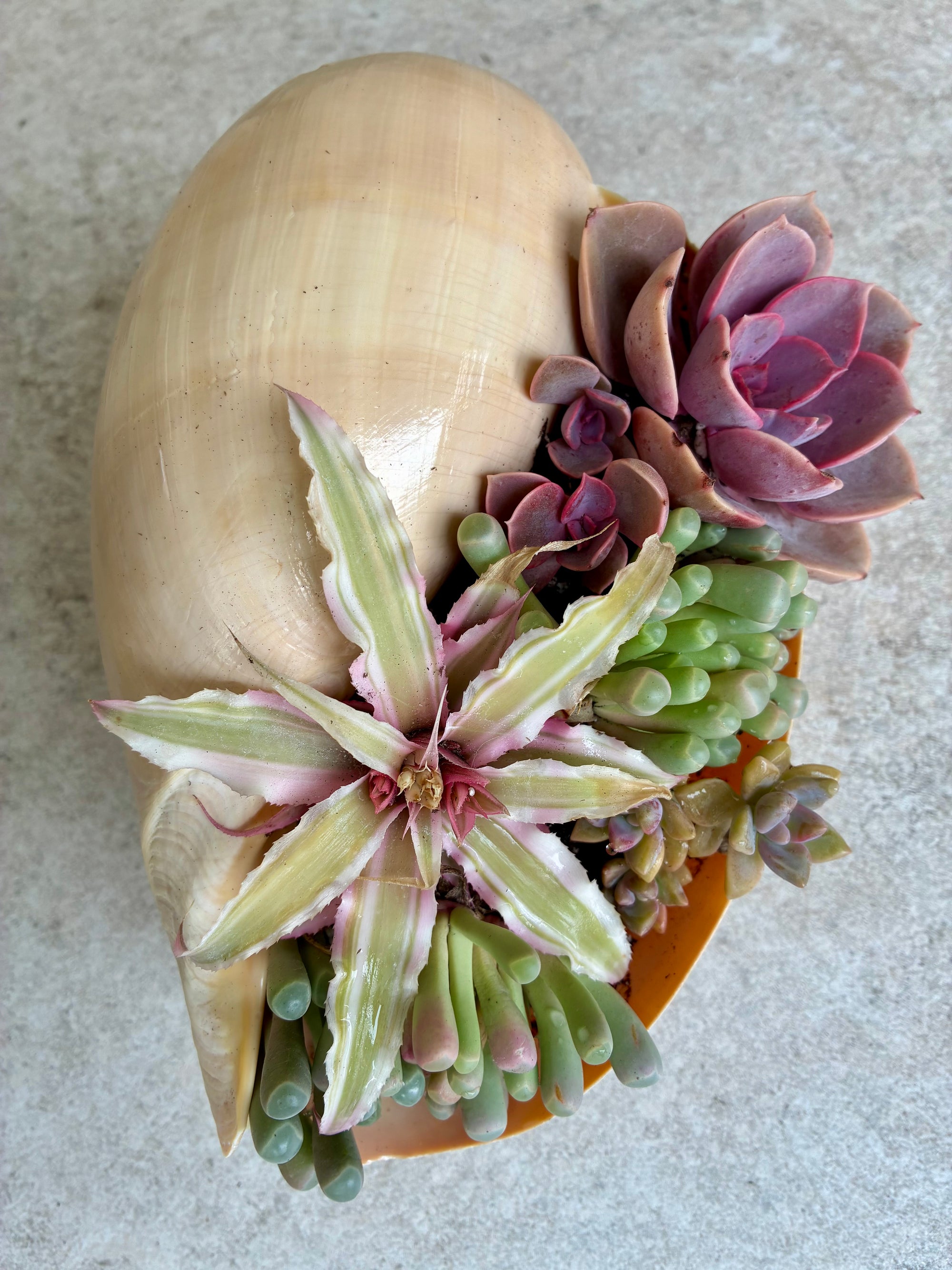 Seashell Succulent 