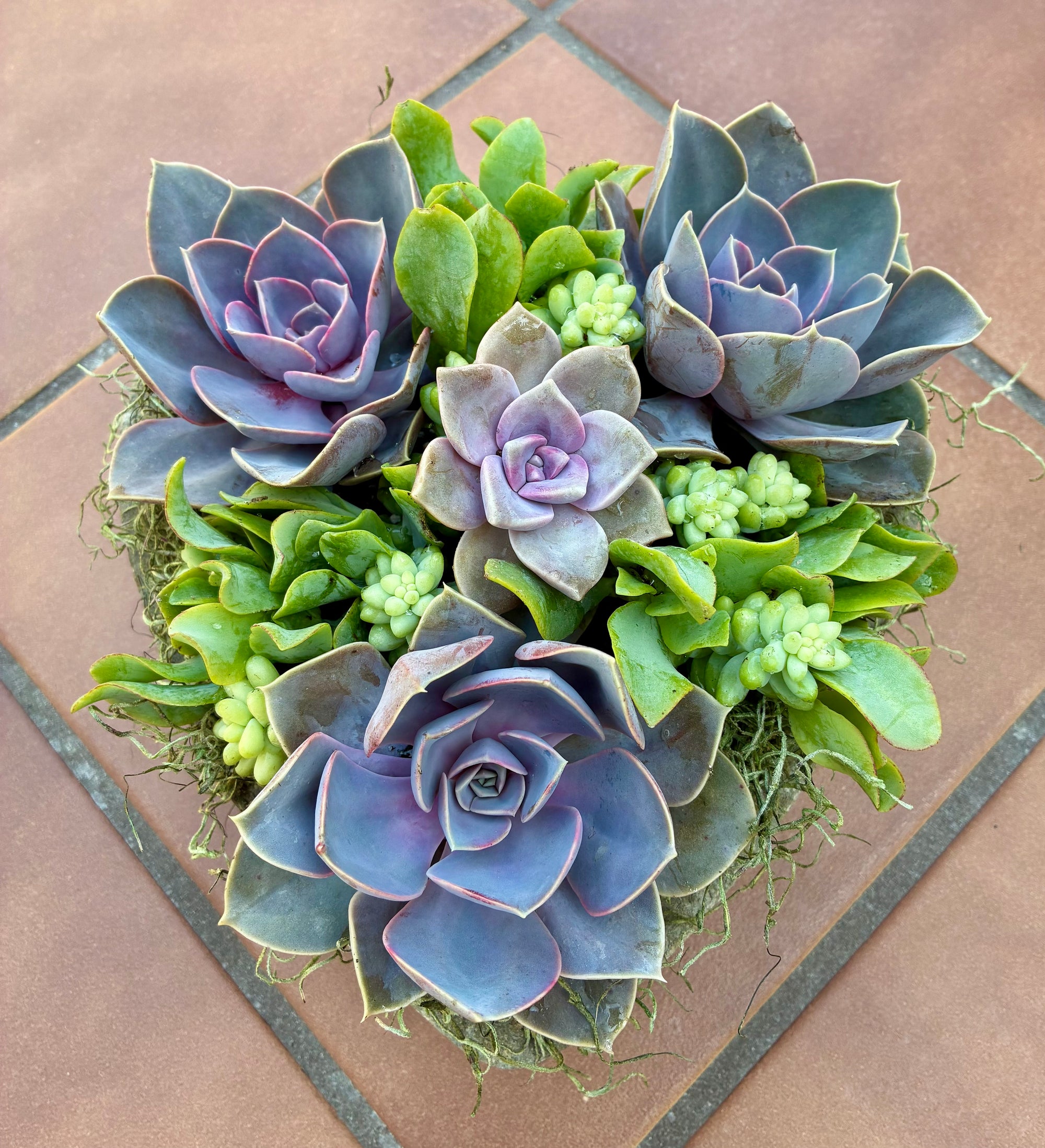 Large Heart Succulent 