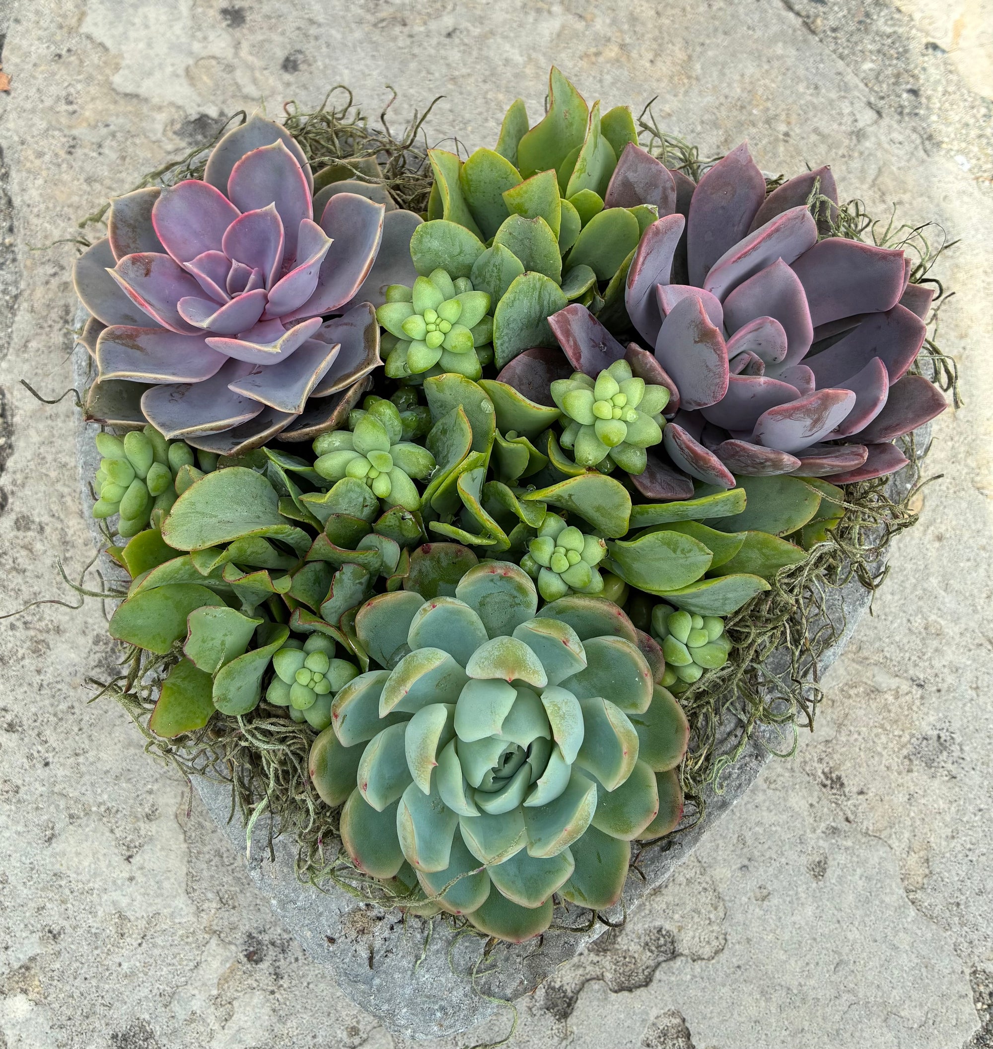Large Heart Succulent 