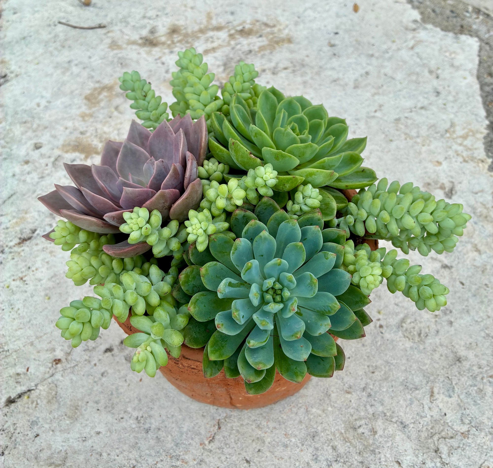 Terracotta Planter 