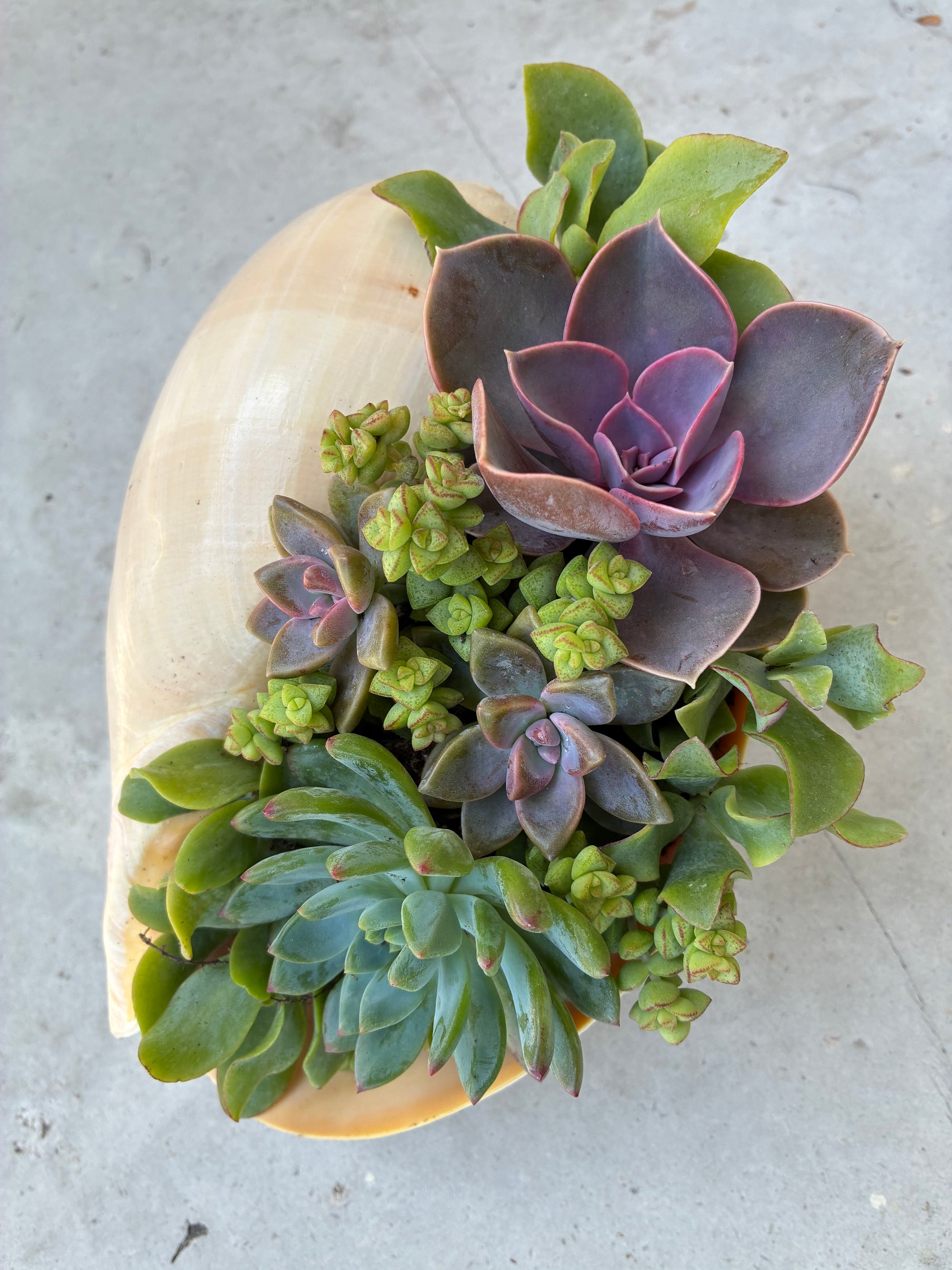 Seashell Succulent 