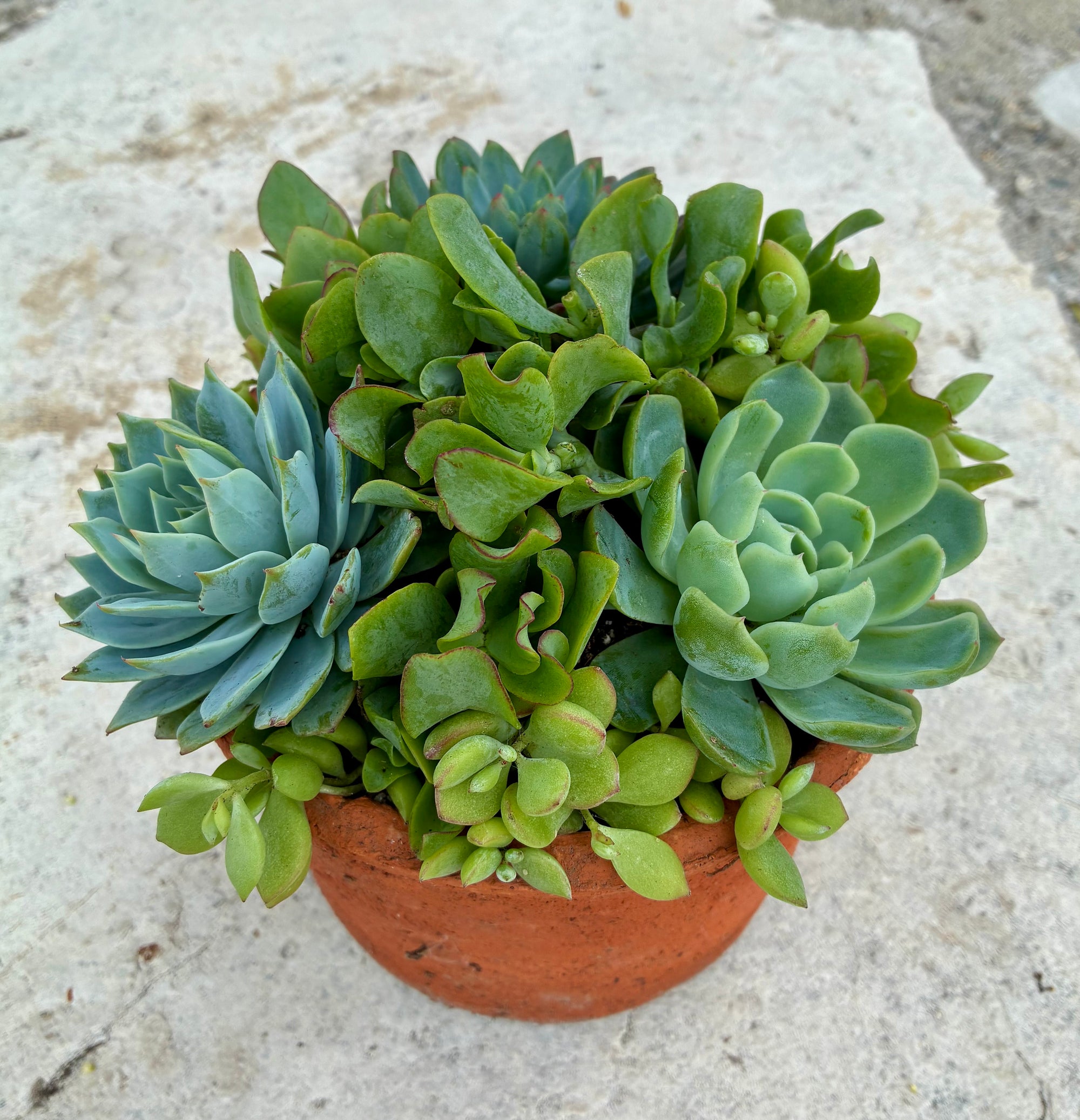 Terracotta Planter 
