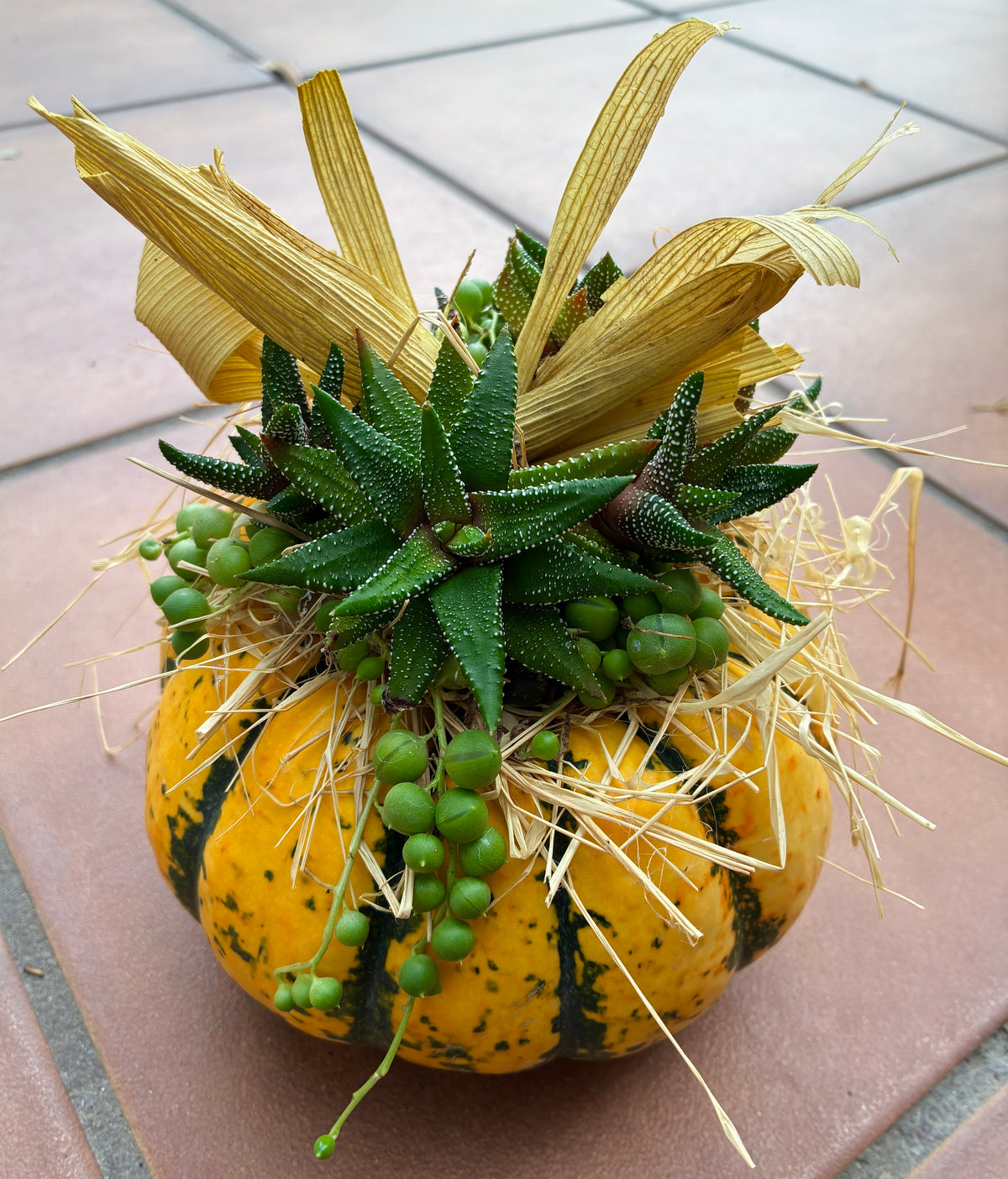 Pumpkin Succulent 