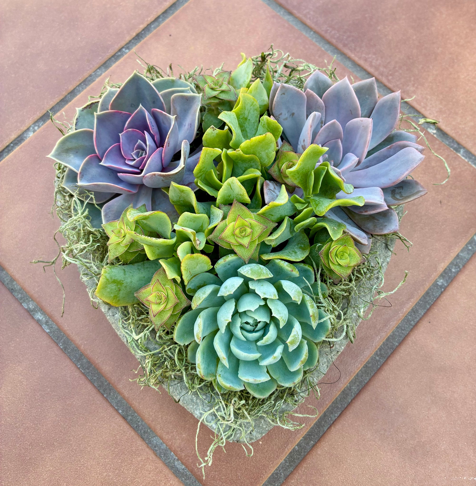 Large Heart Succulent 