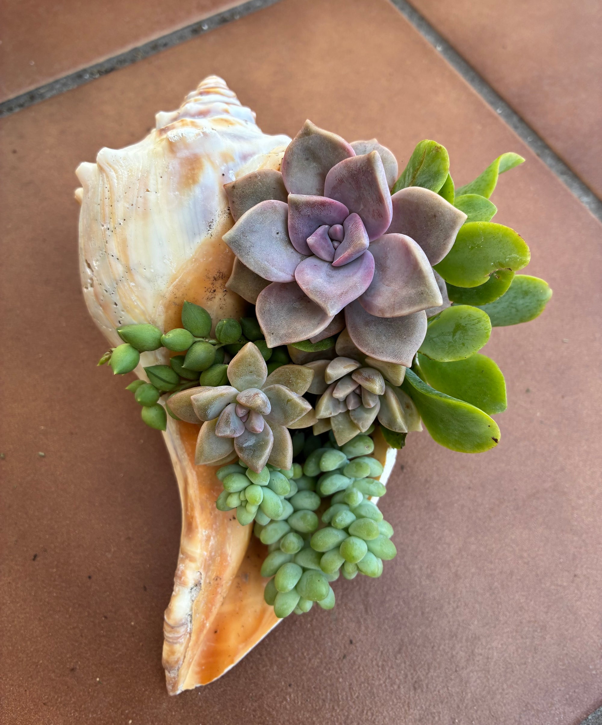 Seashell Succulent 