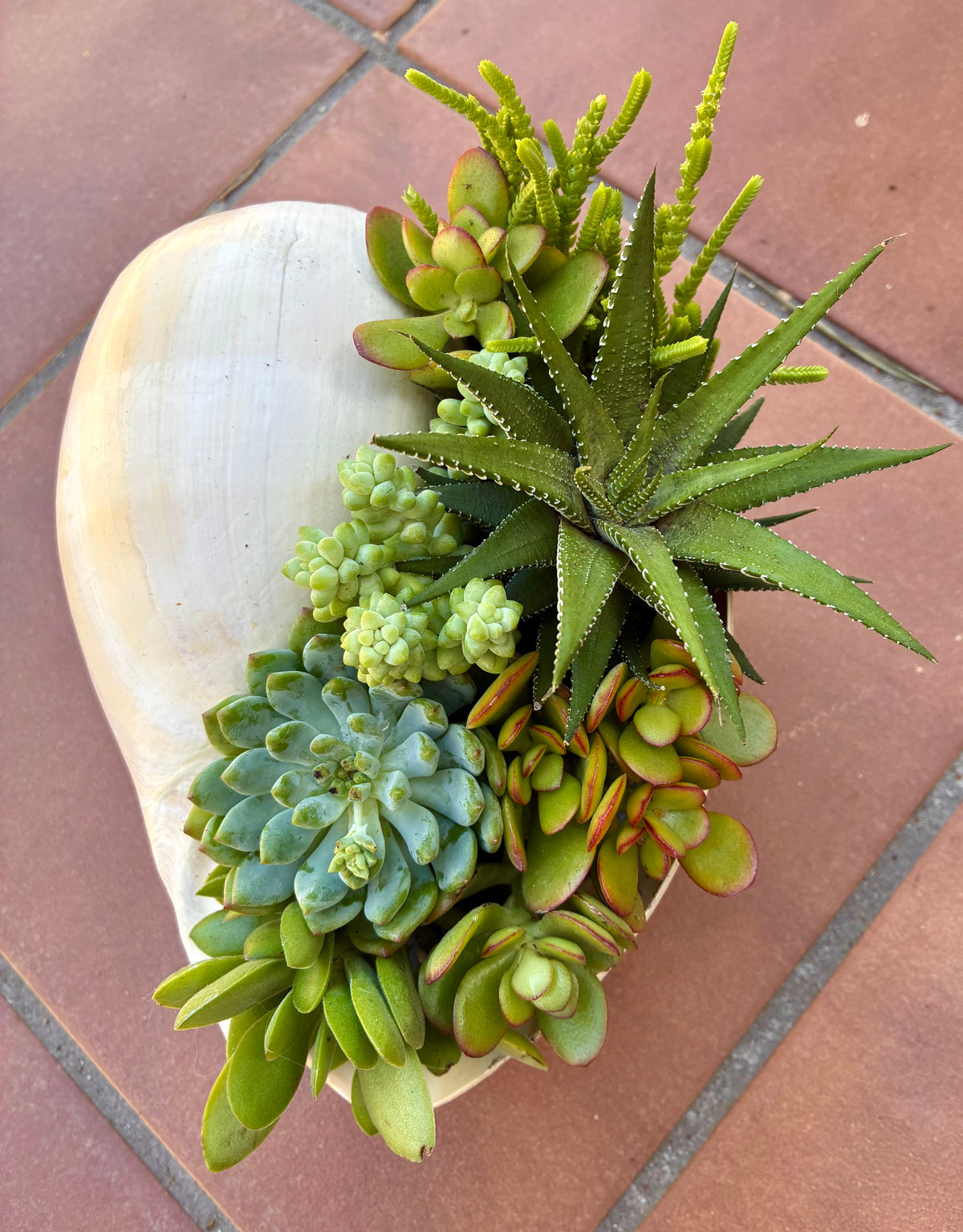 Seashell Succulent 