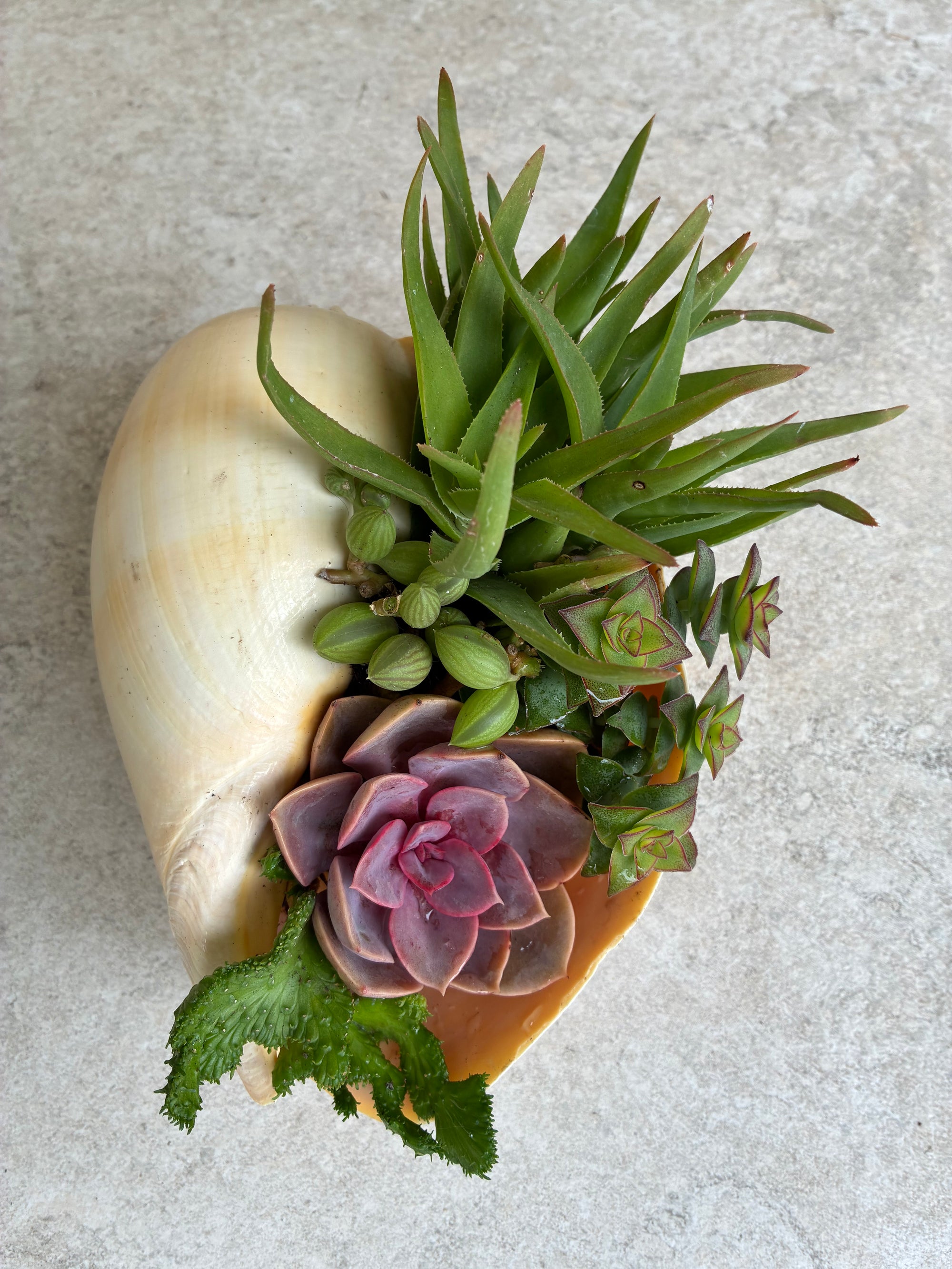 Seashell Succulent 