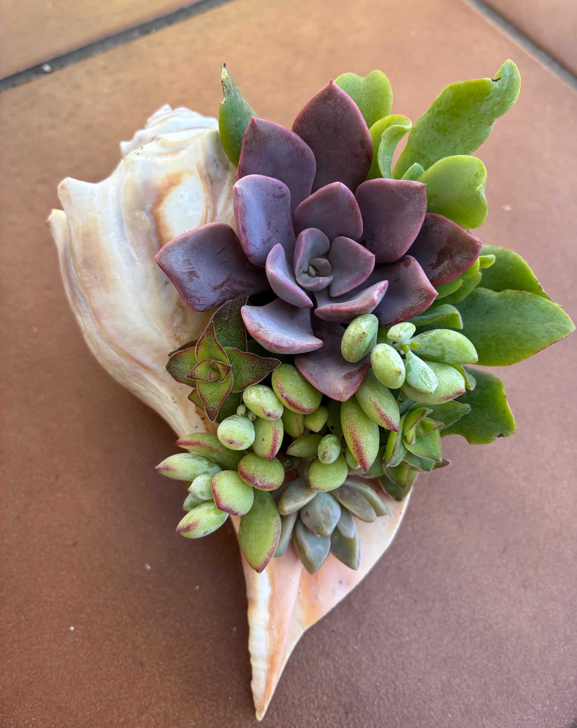 Seashell Succulent 