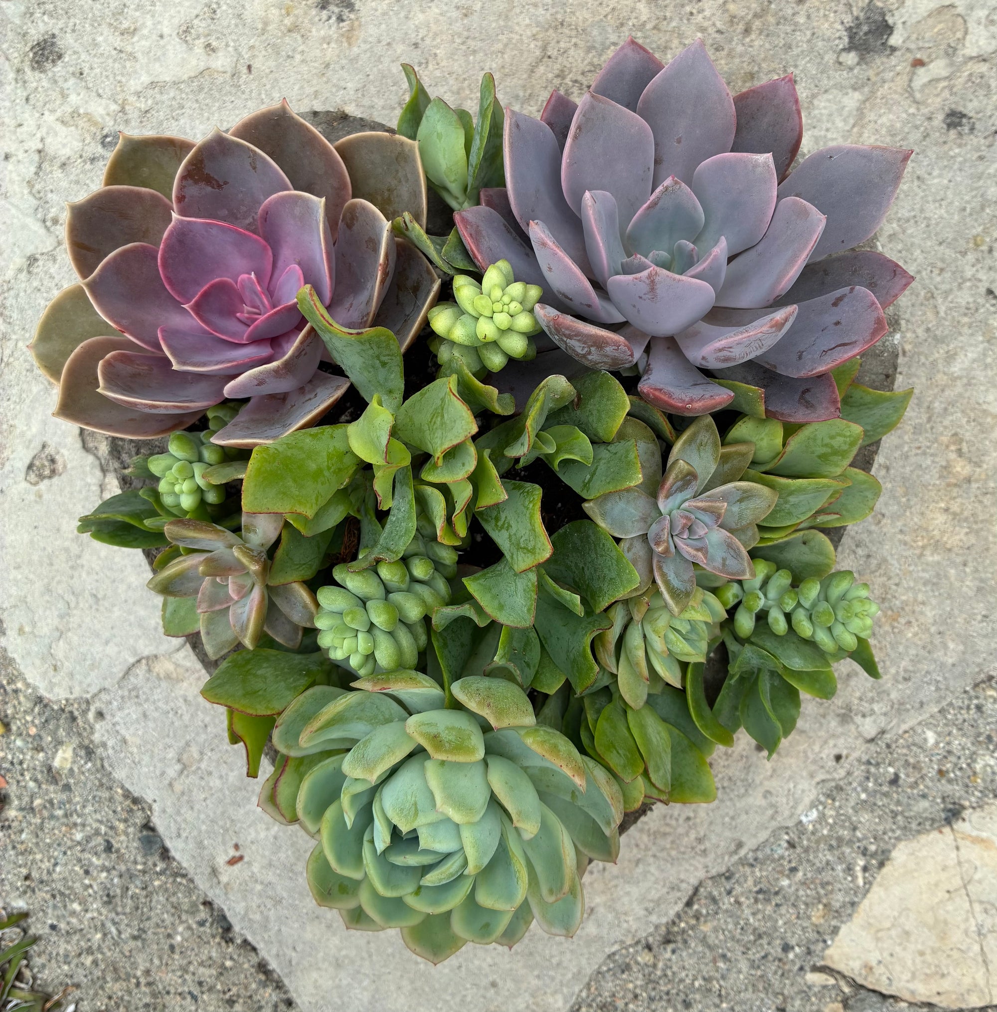 Large Heart Succulent 