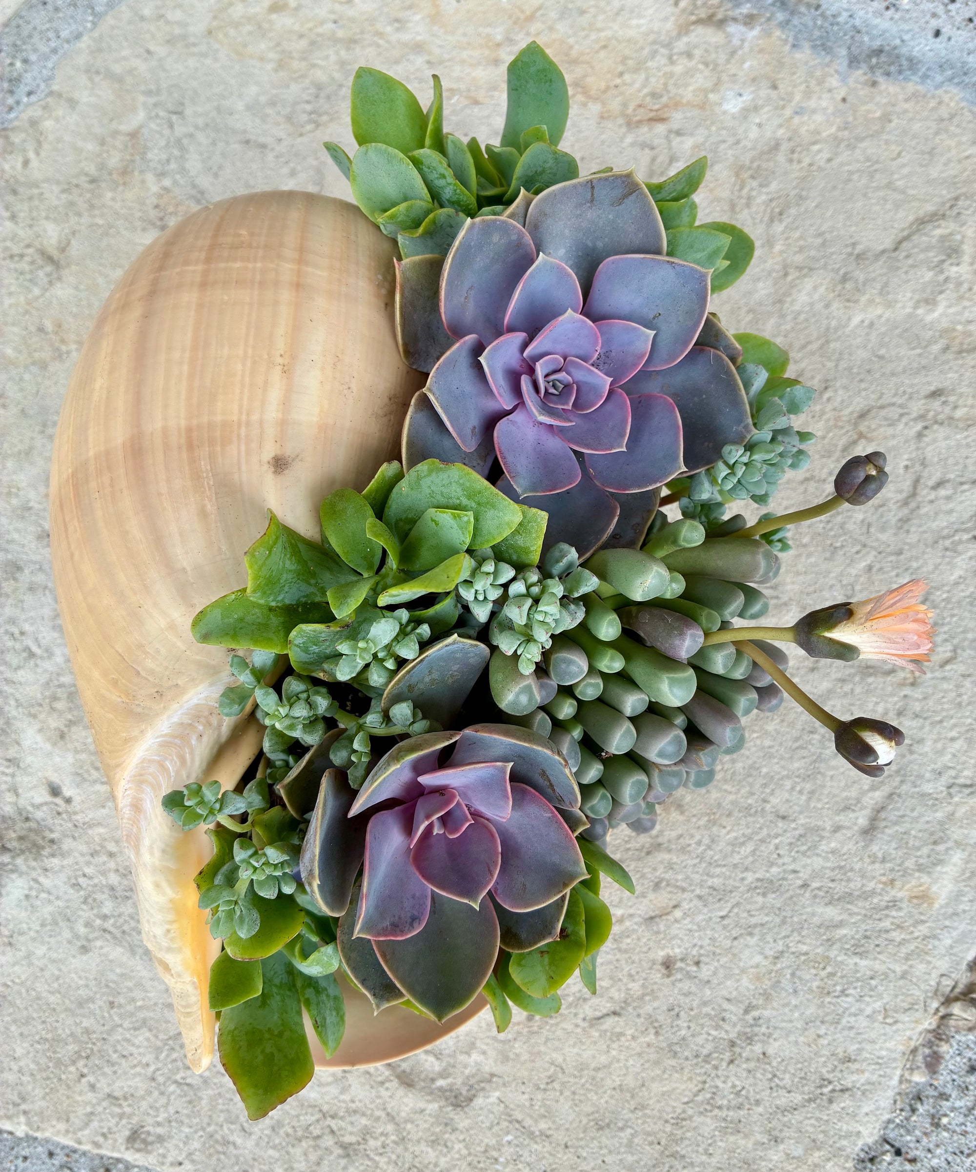 Seashell Succulent 