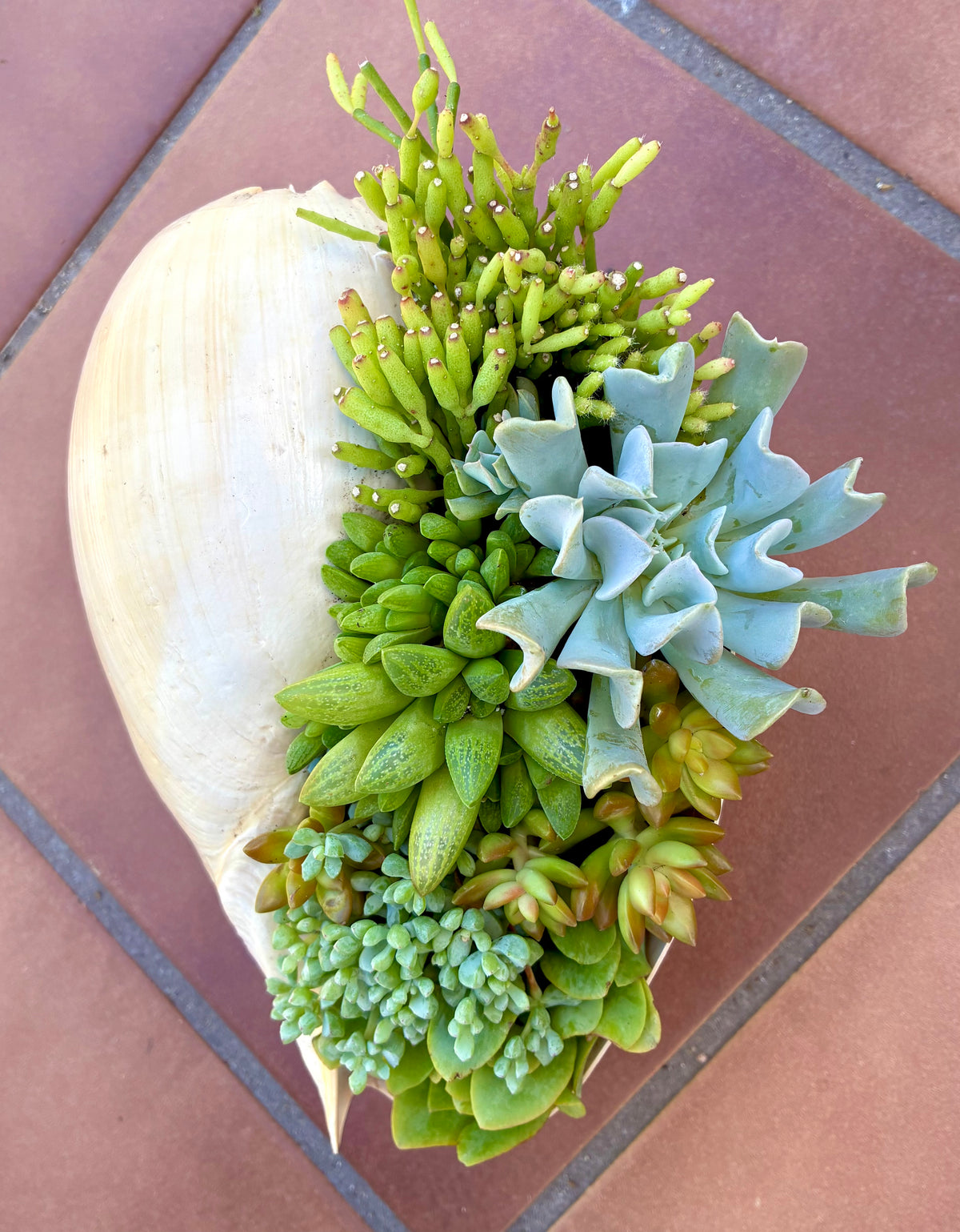 Seashell Succulent 