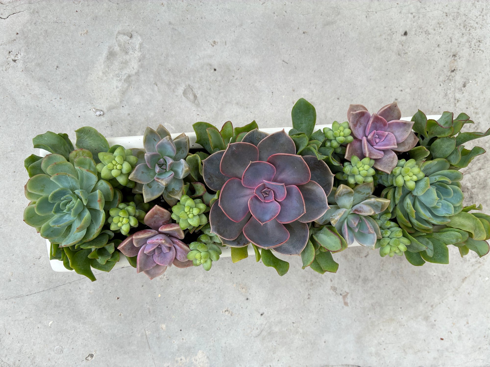 Spring Succulent 