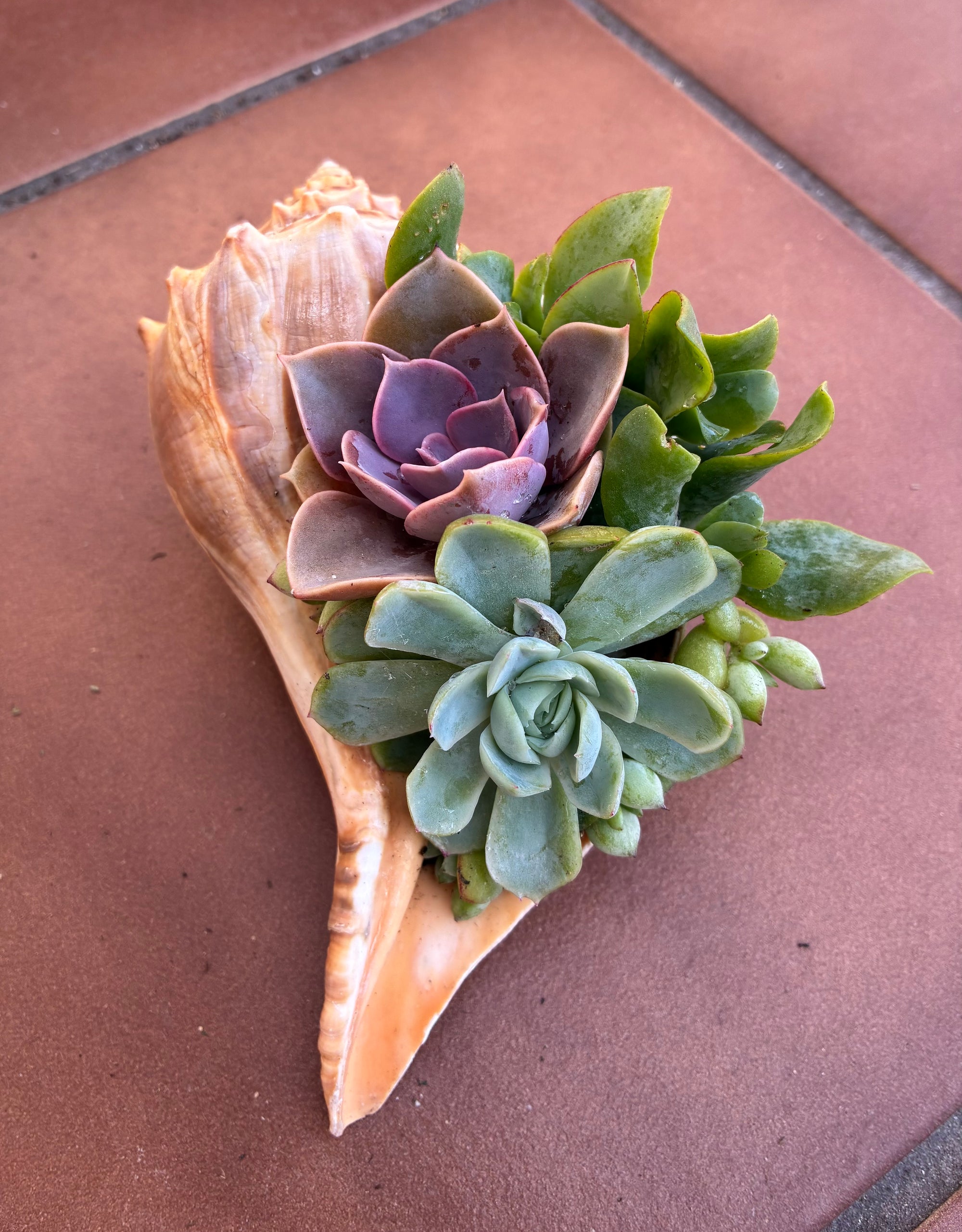 Seashell Succulent 