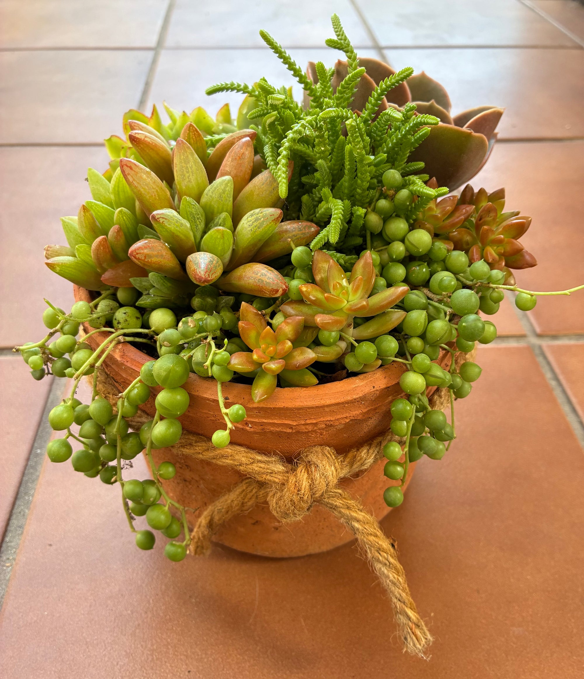 Terracotta Succulent 