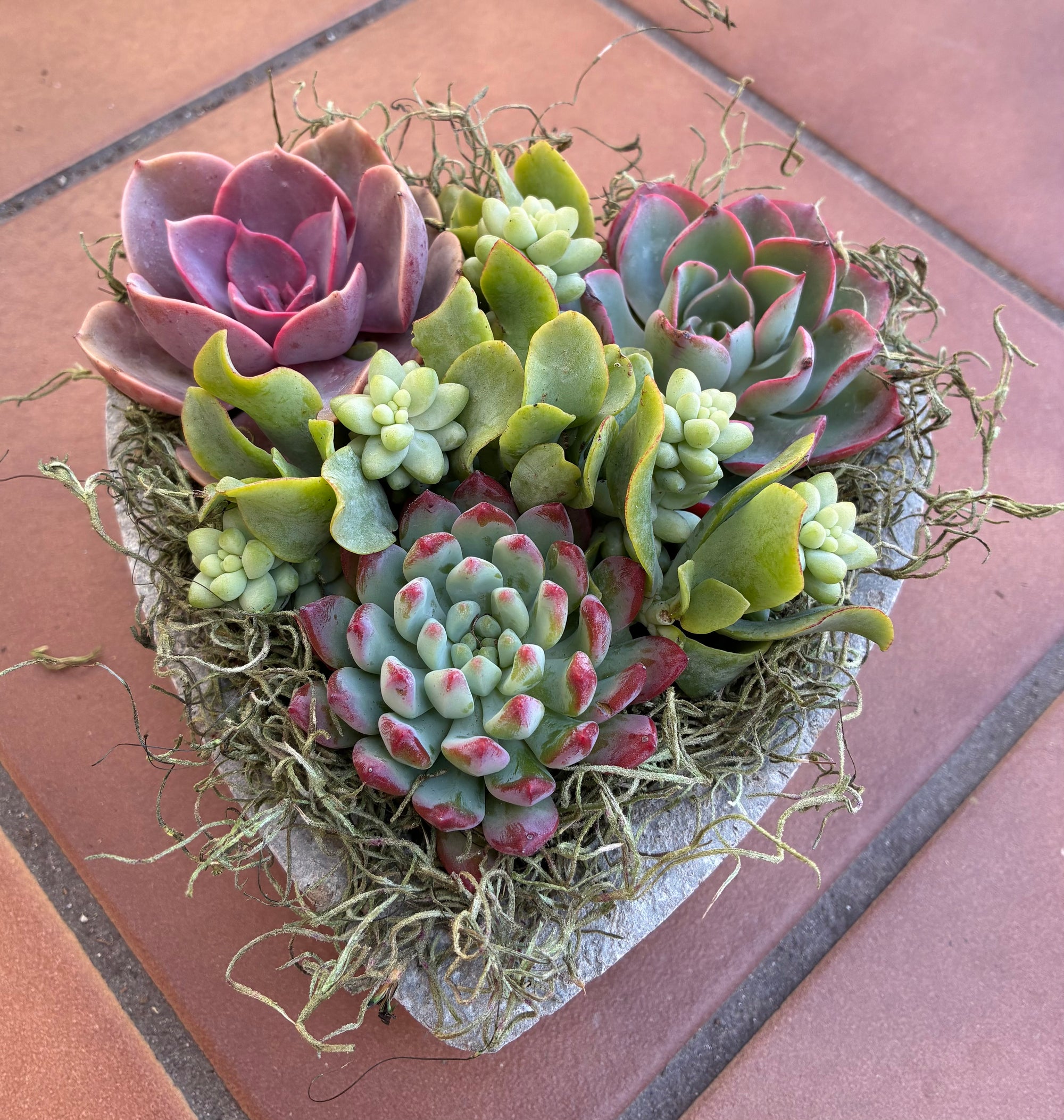 Small Heart Succulent 