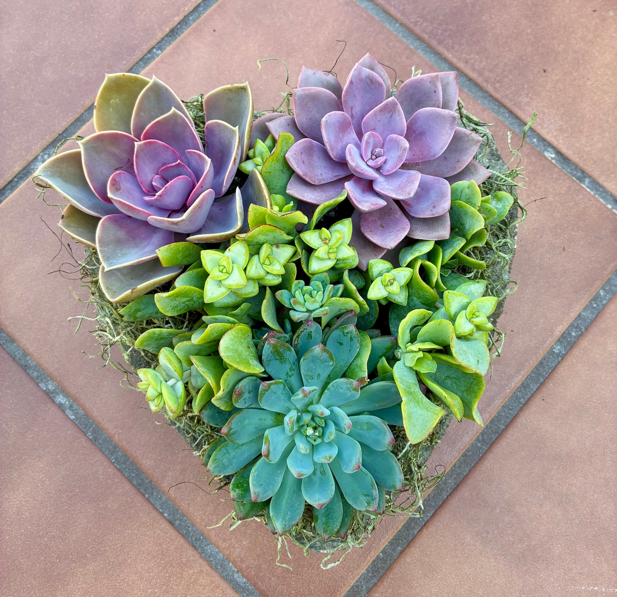 Large Heart Succulent 