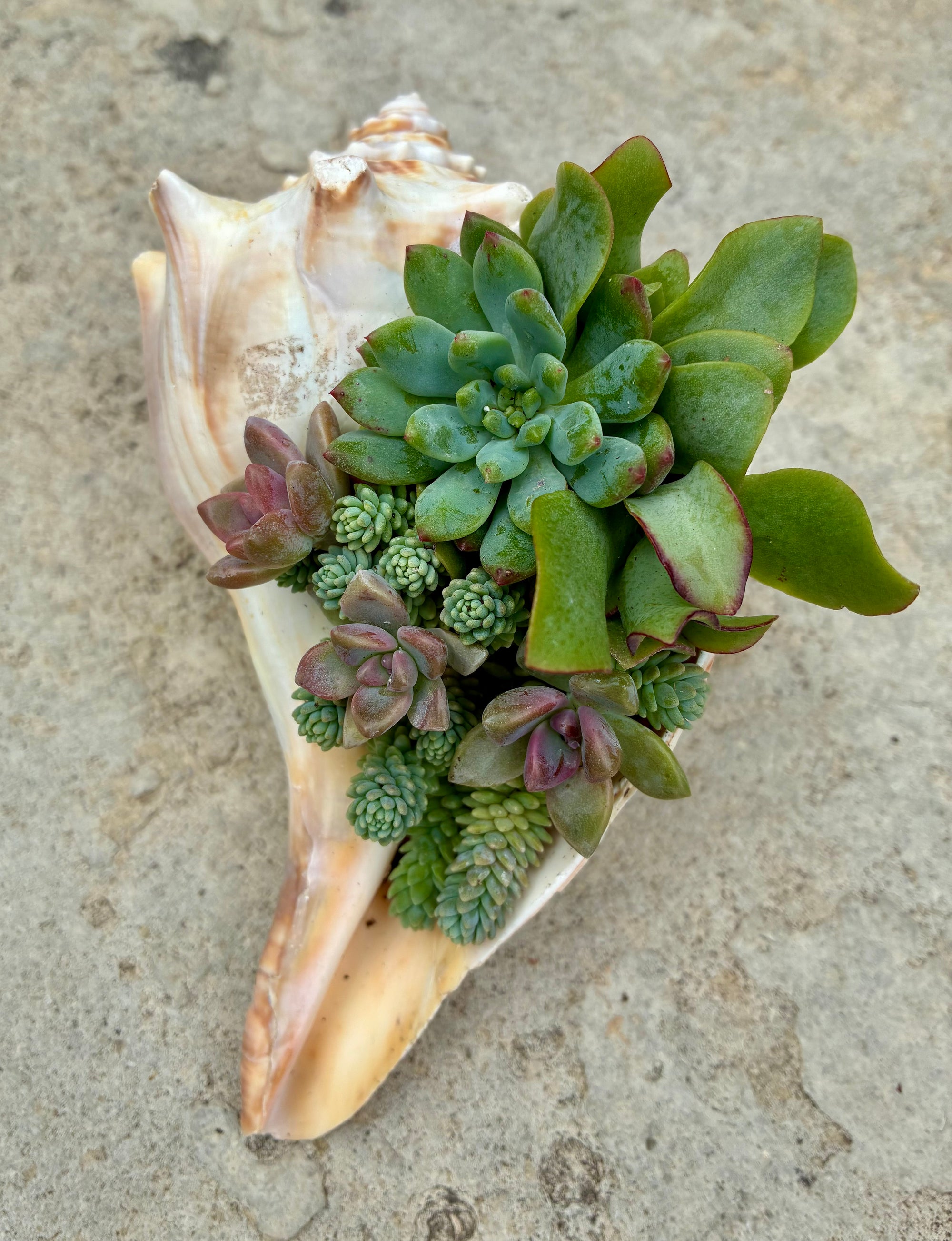 Seashell Succulent 