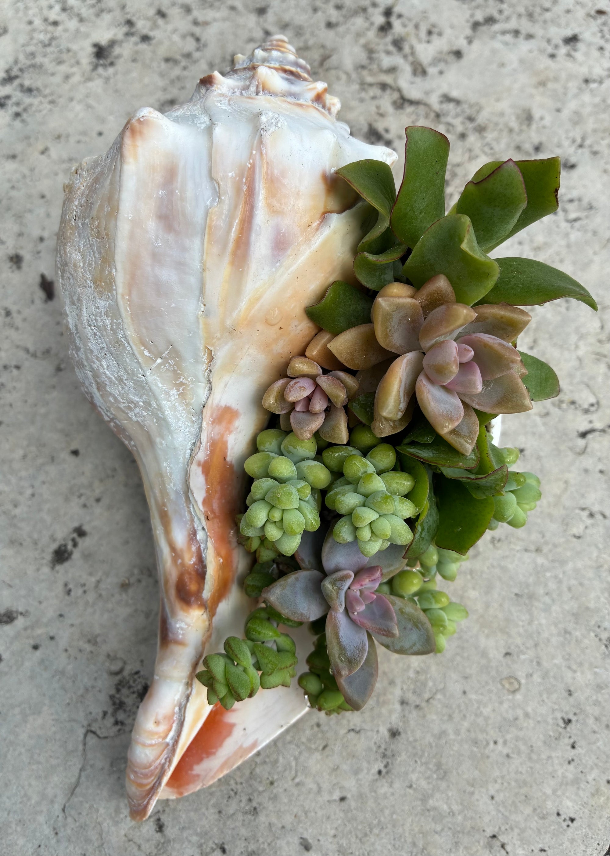 Seashell Succulent 