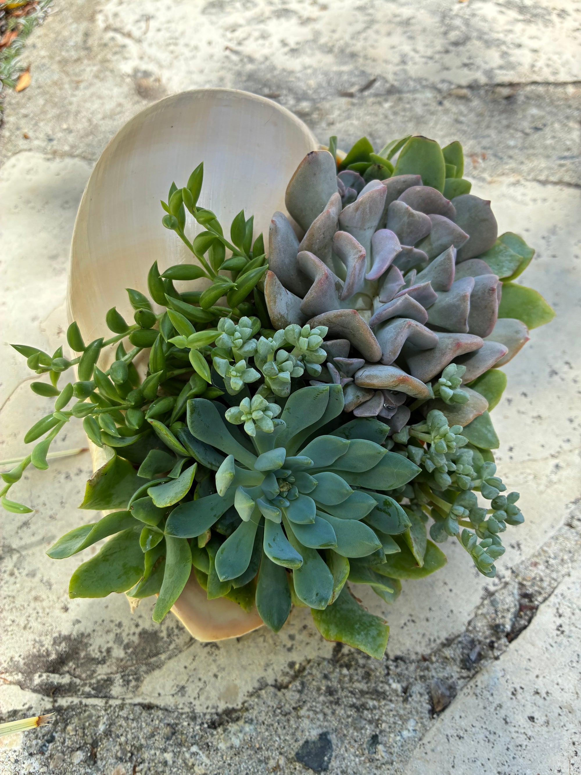Seashell Succulent 