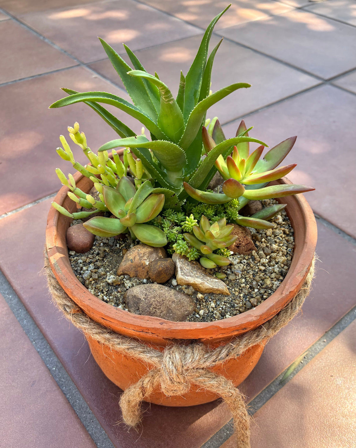 Terracotta Succulent 
