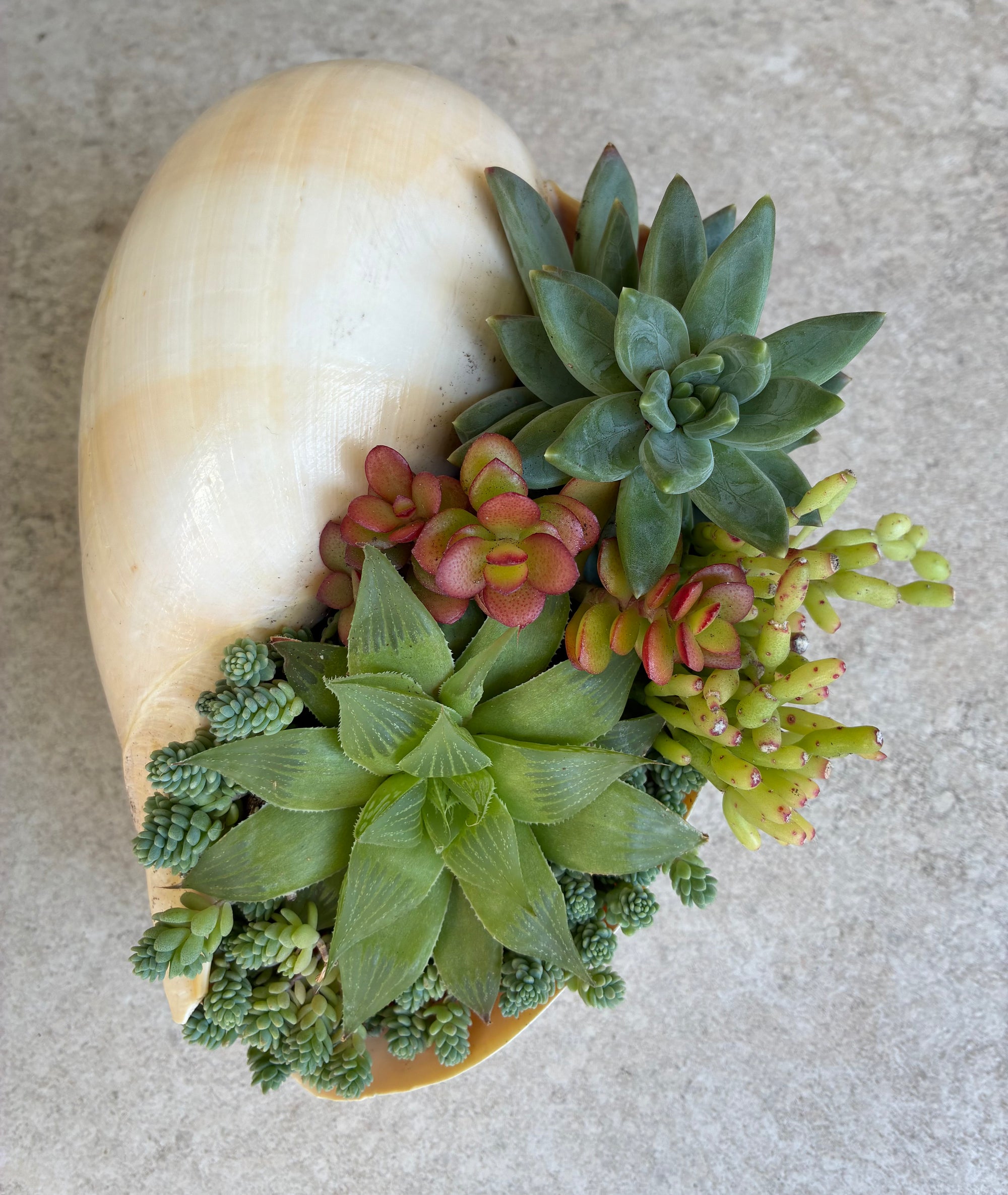 Seashell Succulent 