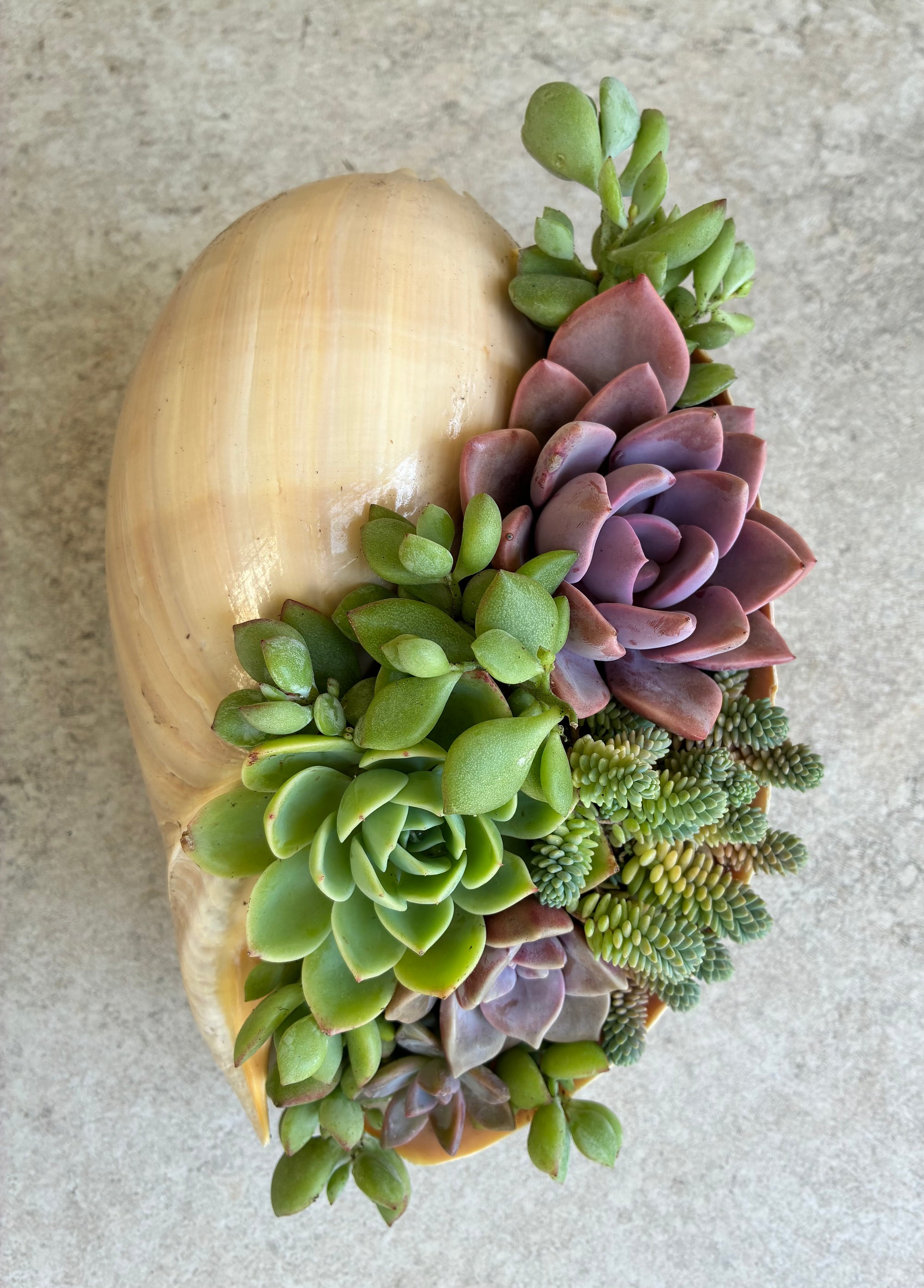 Seashell Succulent 