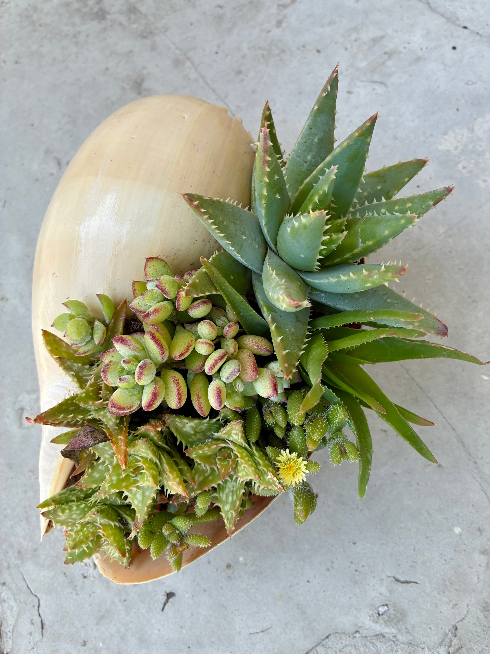 Seashell Succulent 