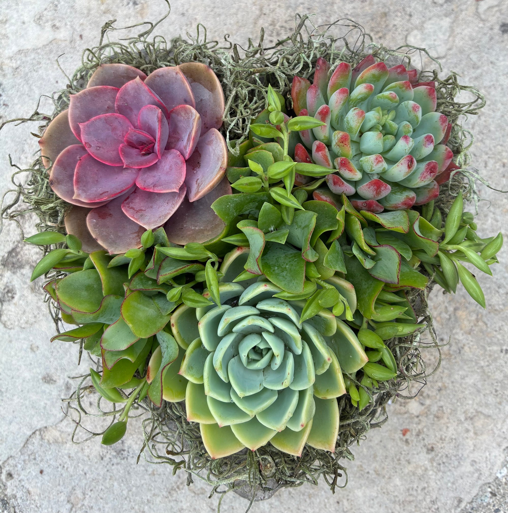 Small Heart Succulent 