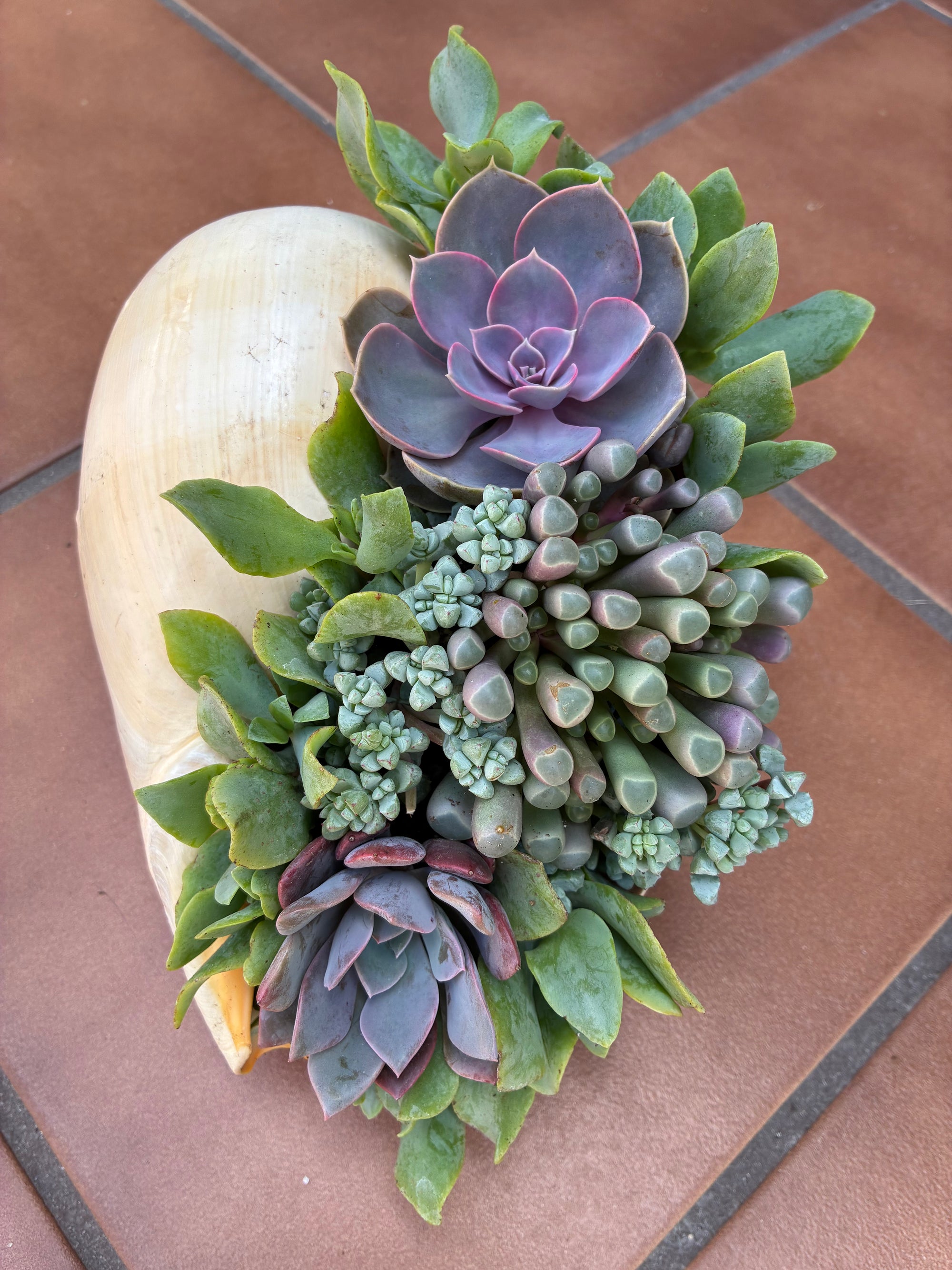 Seashell Succulent 