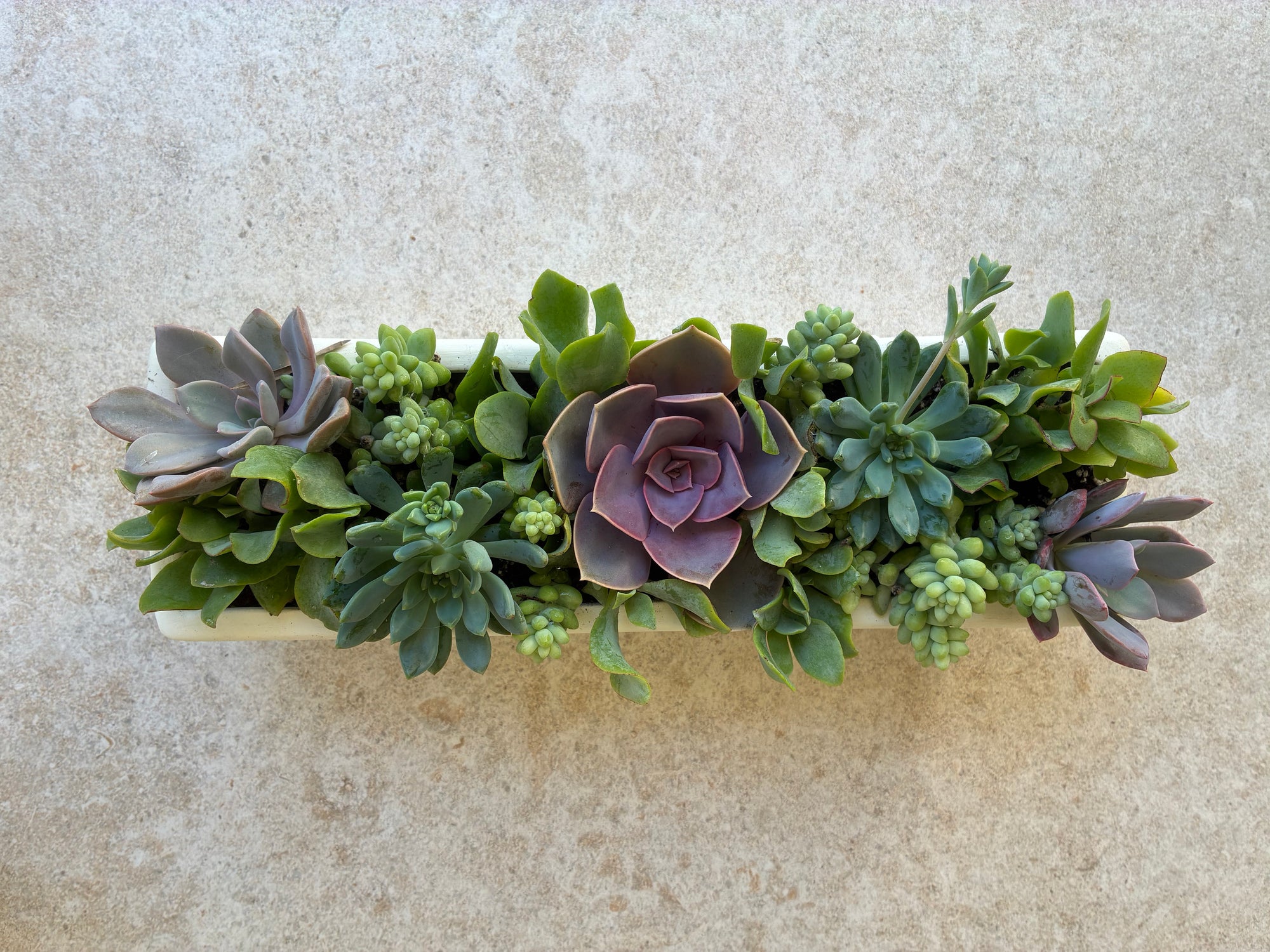 Spring Succulent 