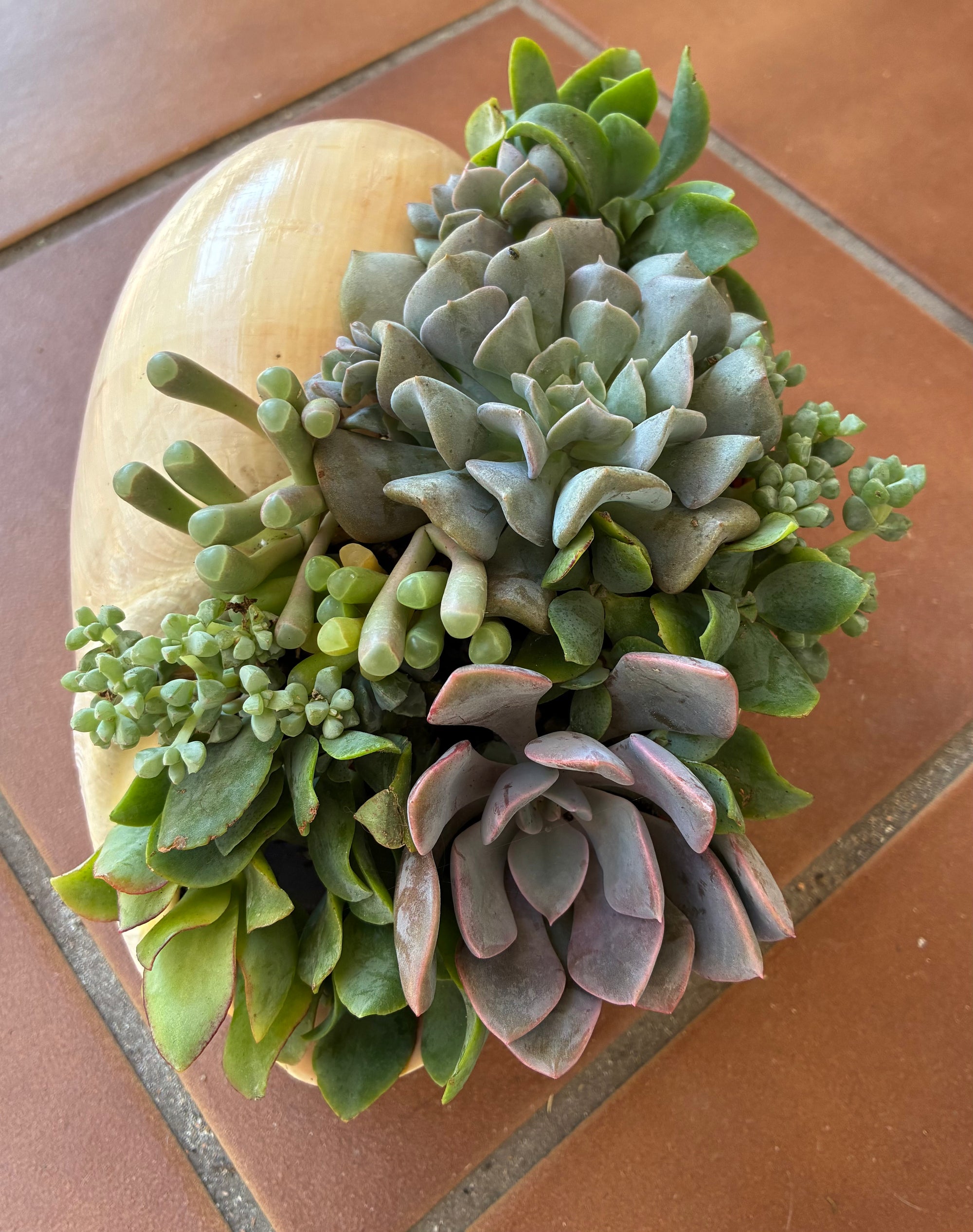 Seashell Succulent 
