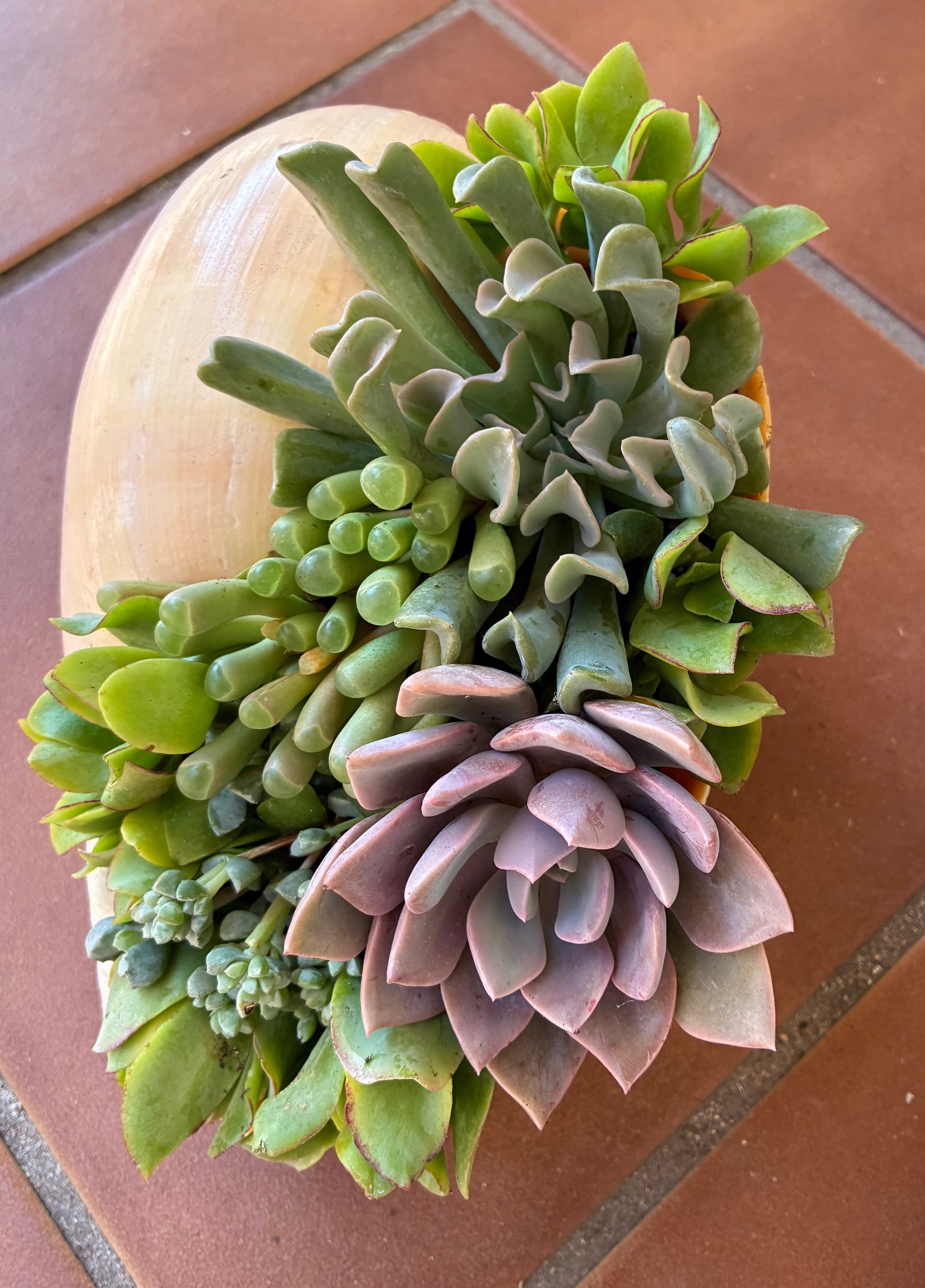 Seashell Succulent 